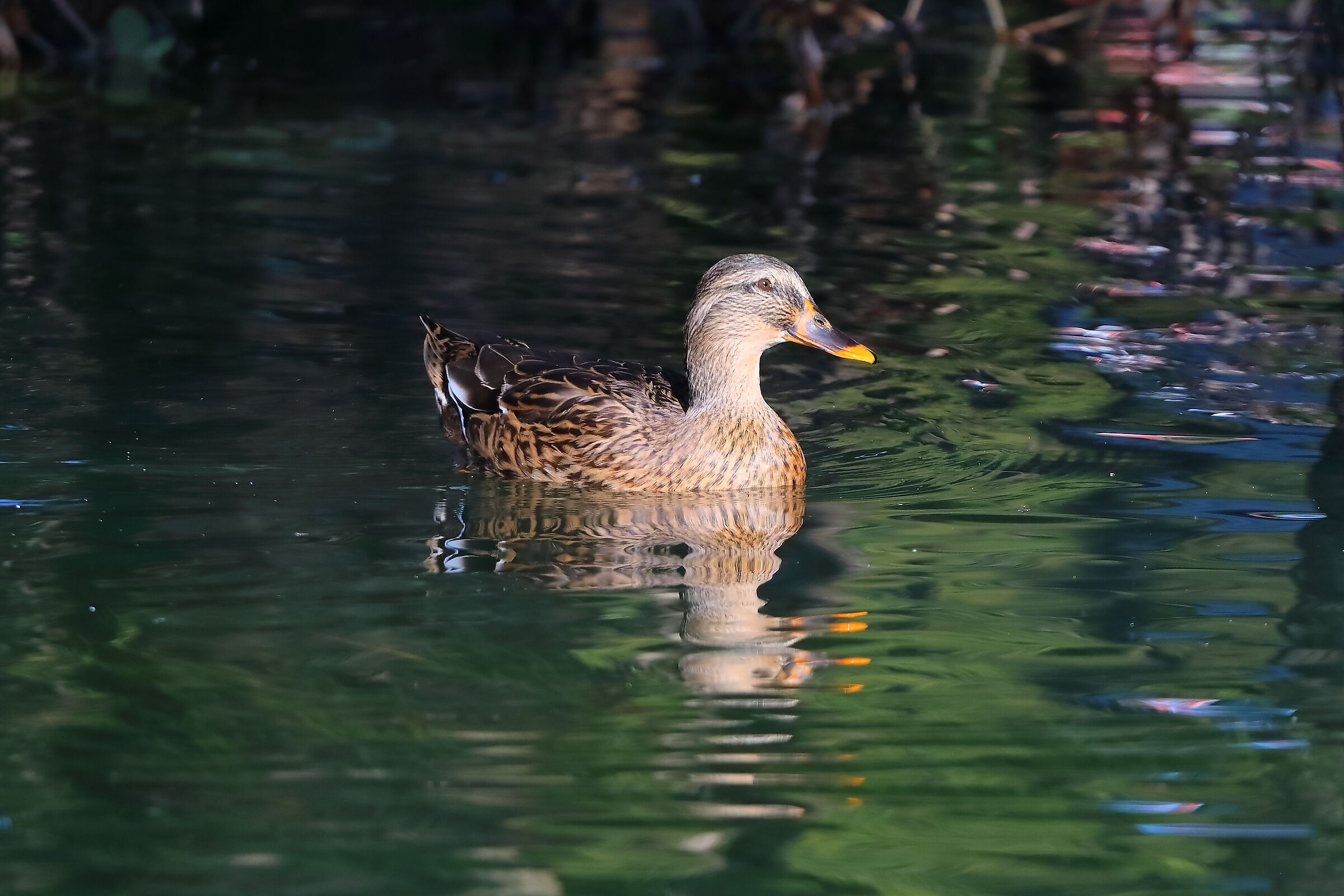 Germano R F 11 ottobre 2024 - 0067