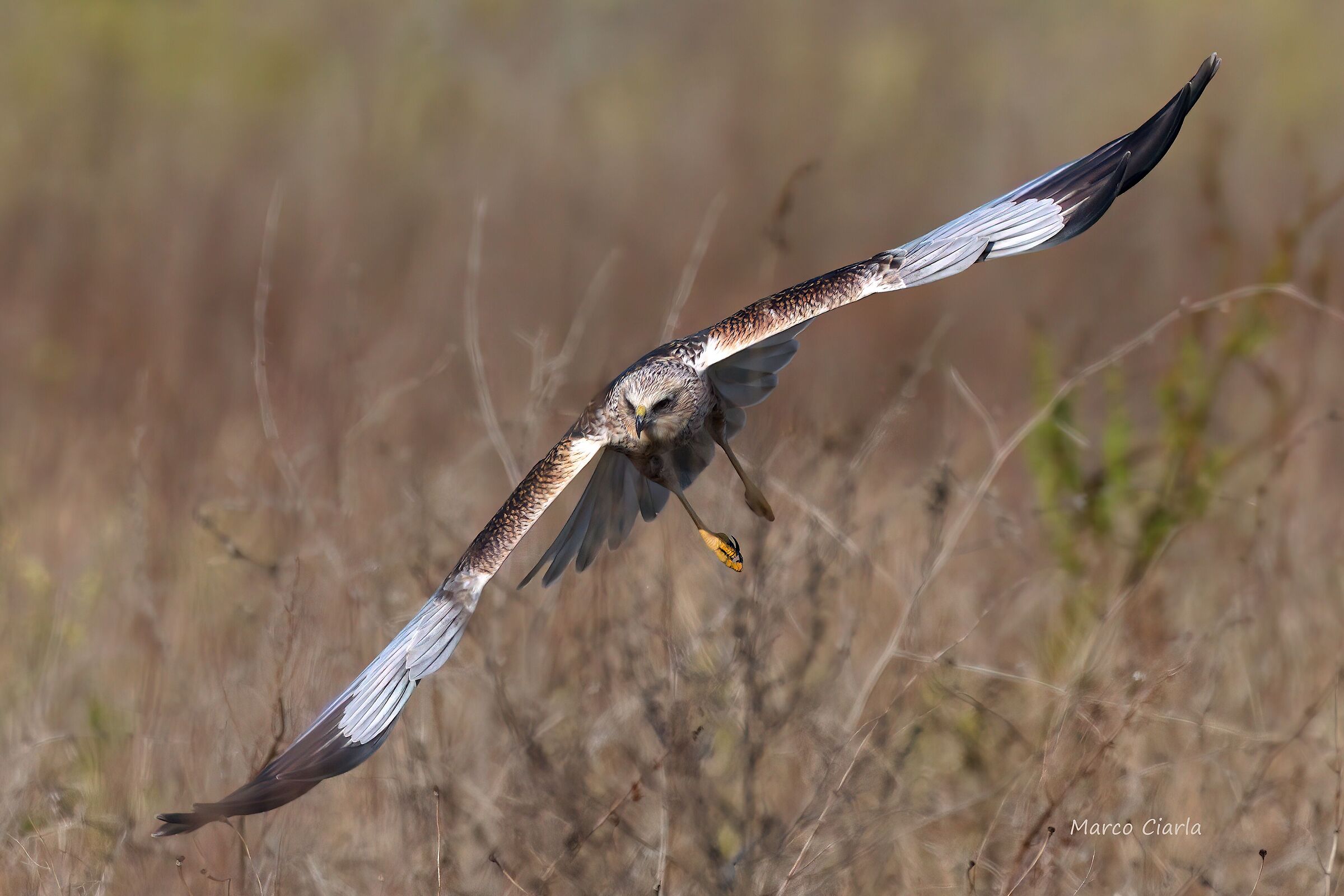 Marsh Harrier (Circus aeruginosus)