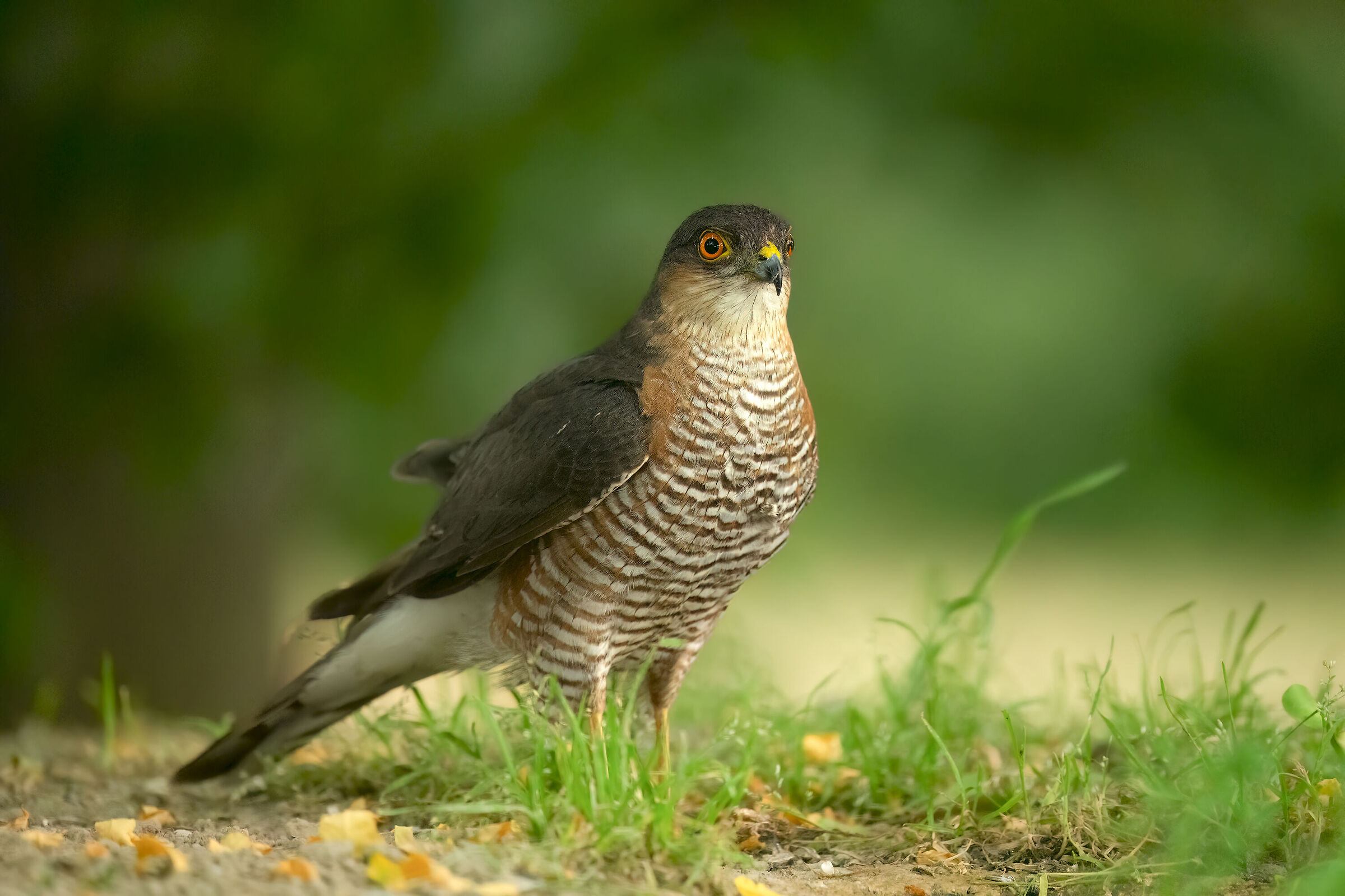bagno dello sparviero maschio al capanno massumatico
