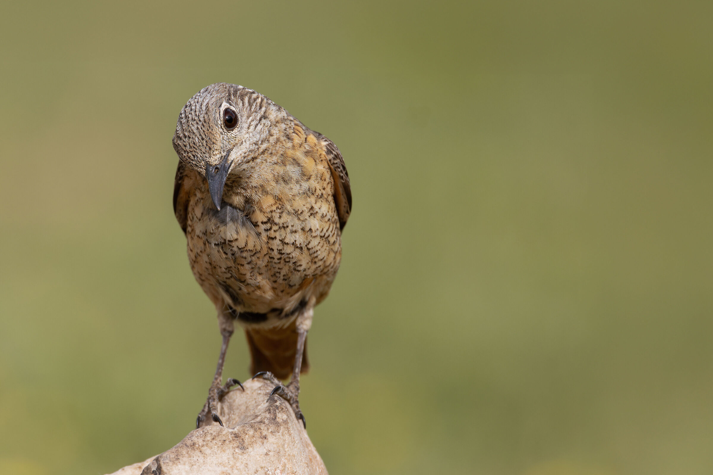 Codirossone (Monticola saxatilis)
