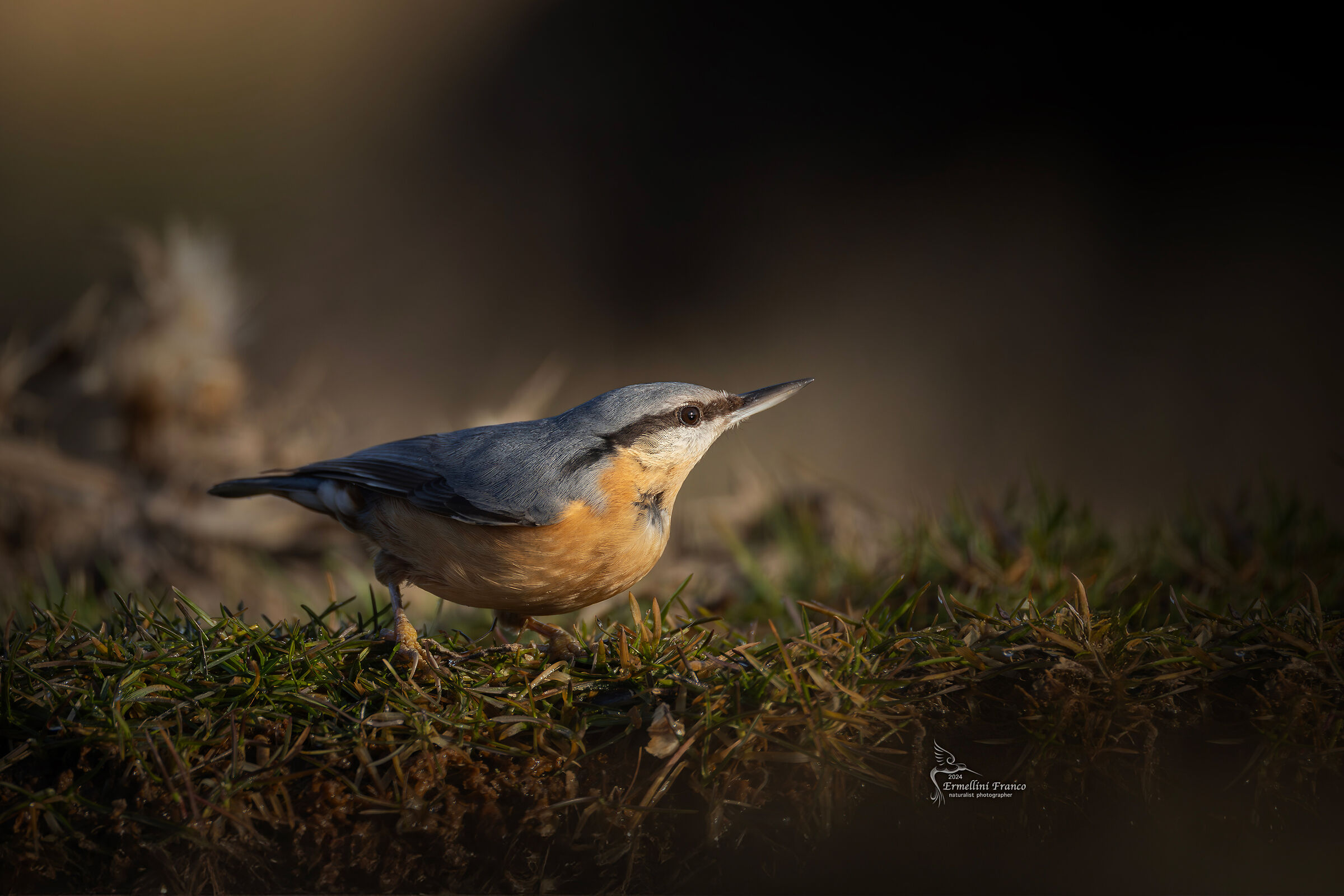 Wood nuthatch