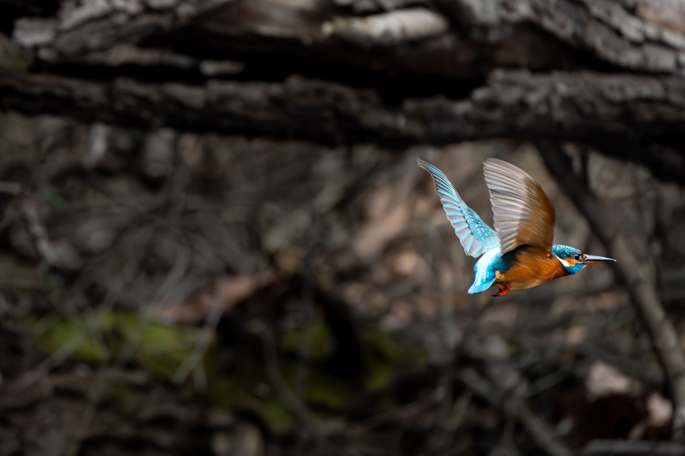 Martin pescatore sfuggente