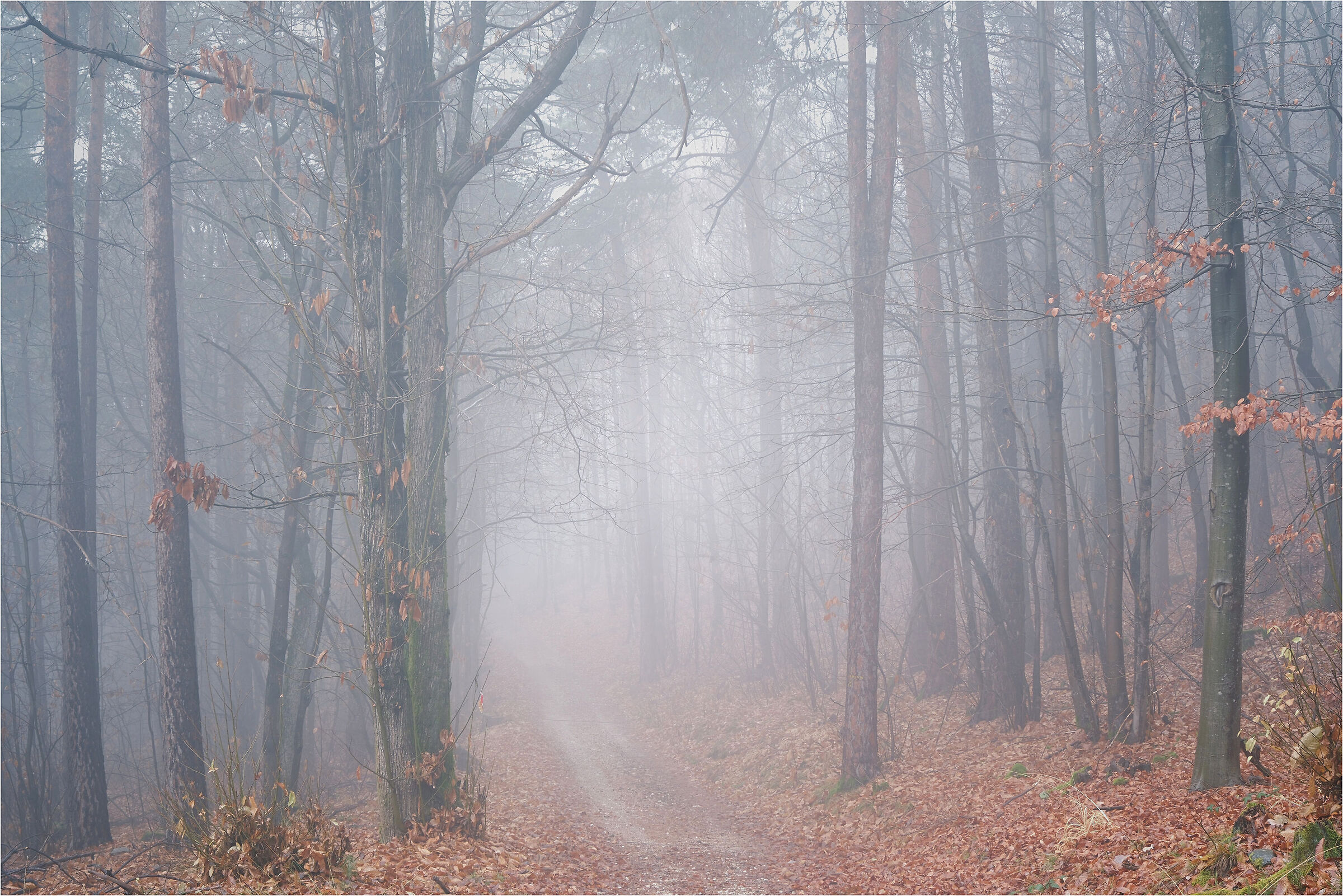 -nebbia sul sentiero-