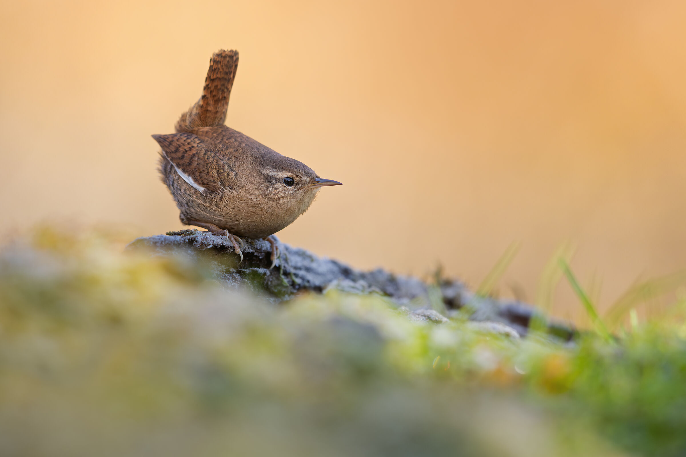 Wren