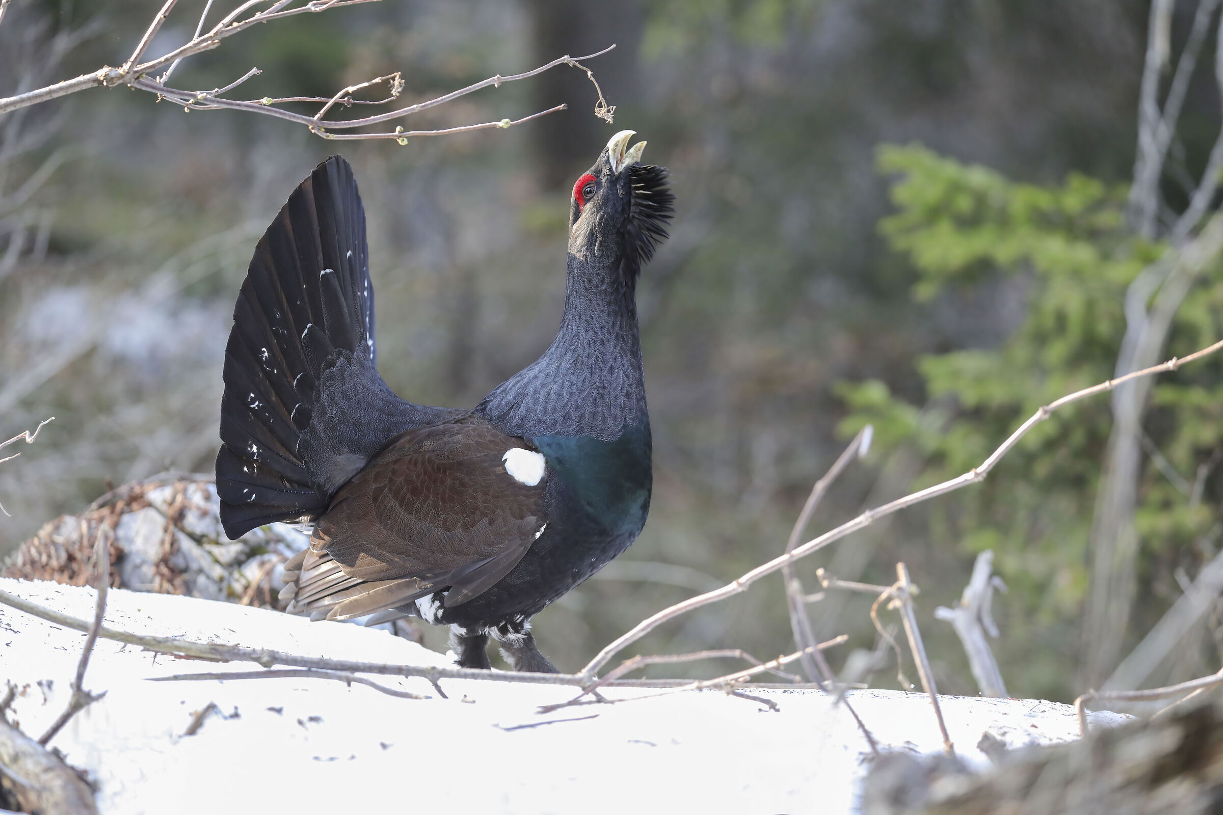 gallo cedrone misto bosco e neve