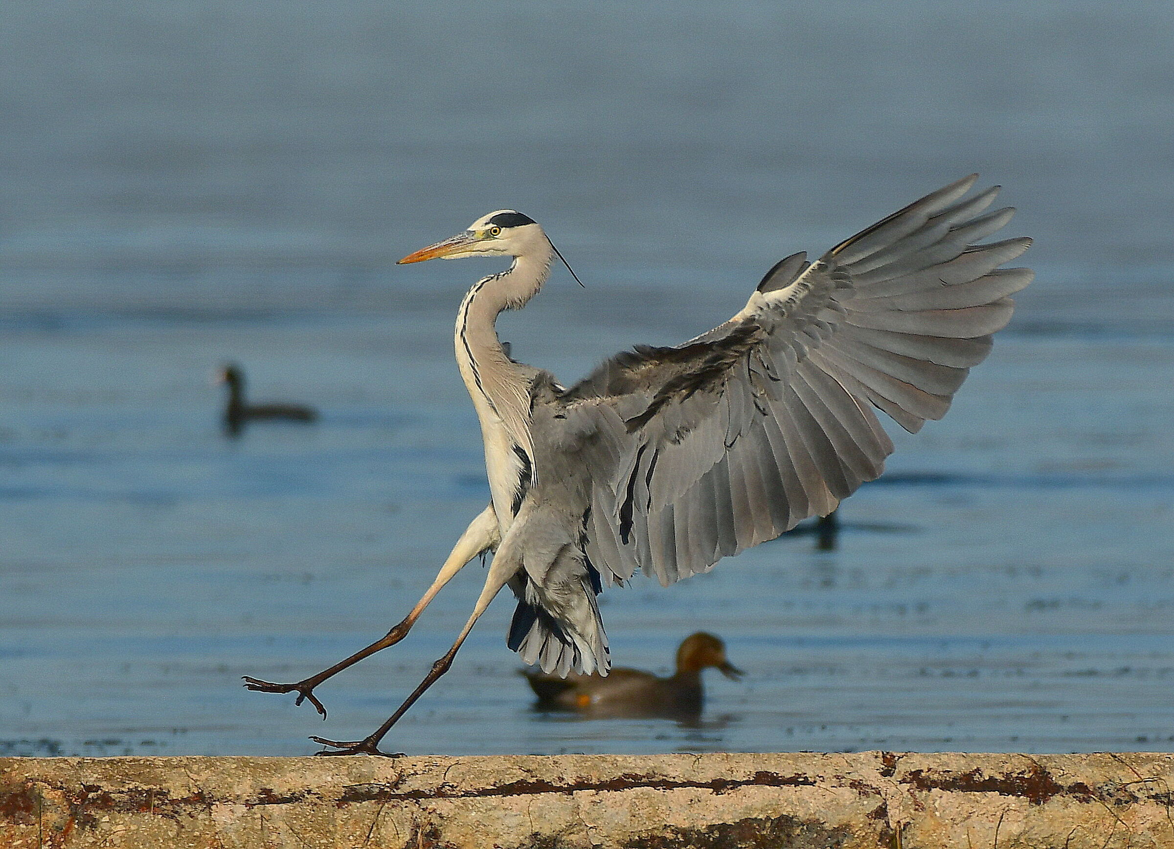 Airone cenerino in atterraggio