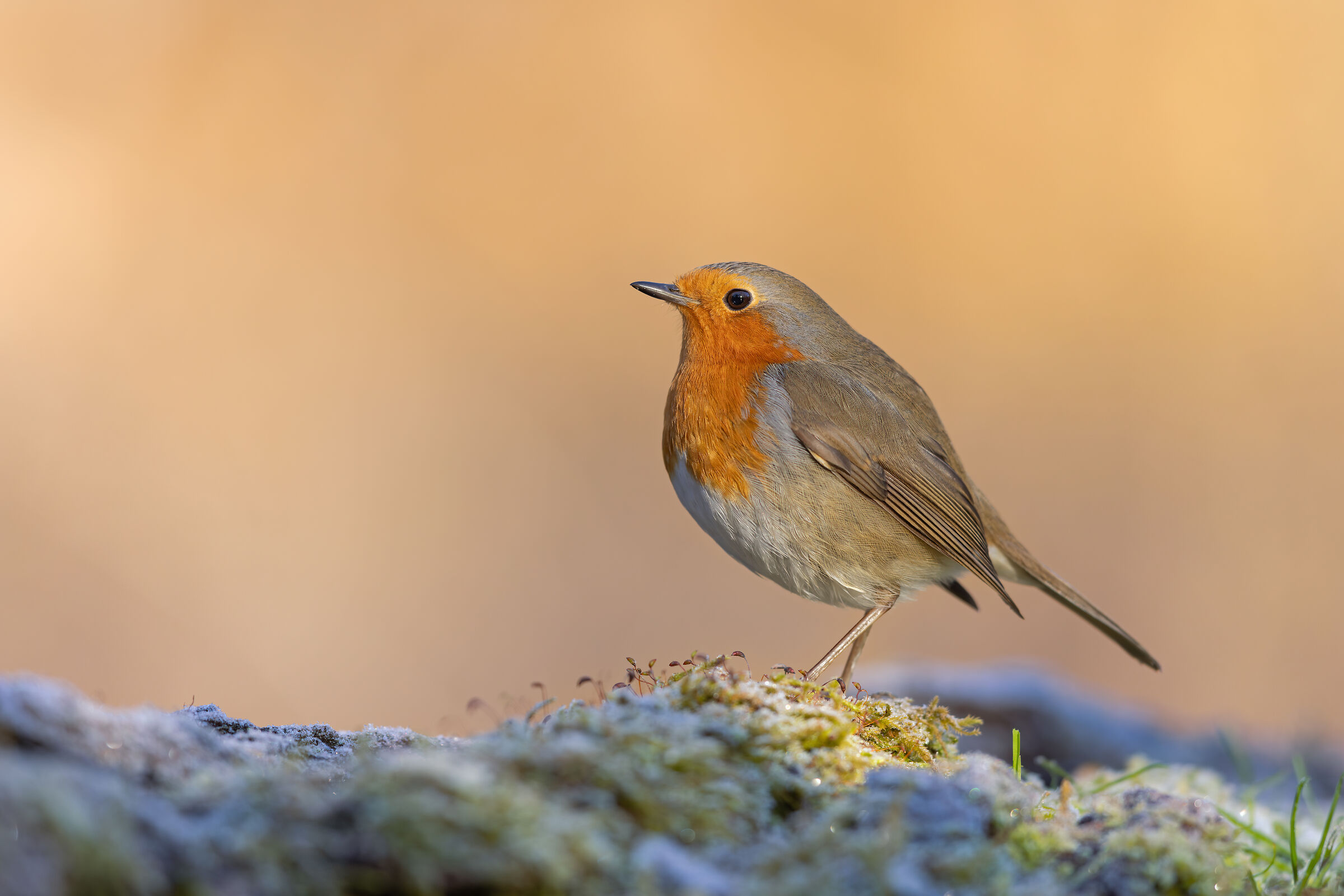 Robin