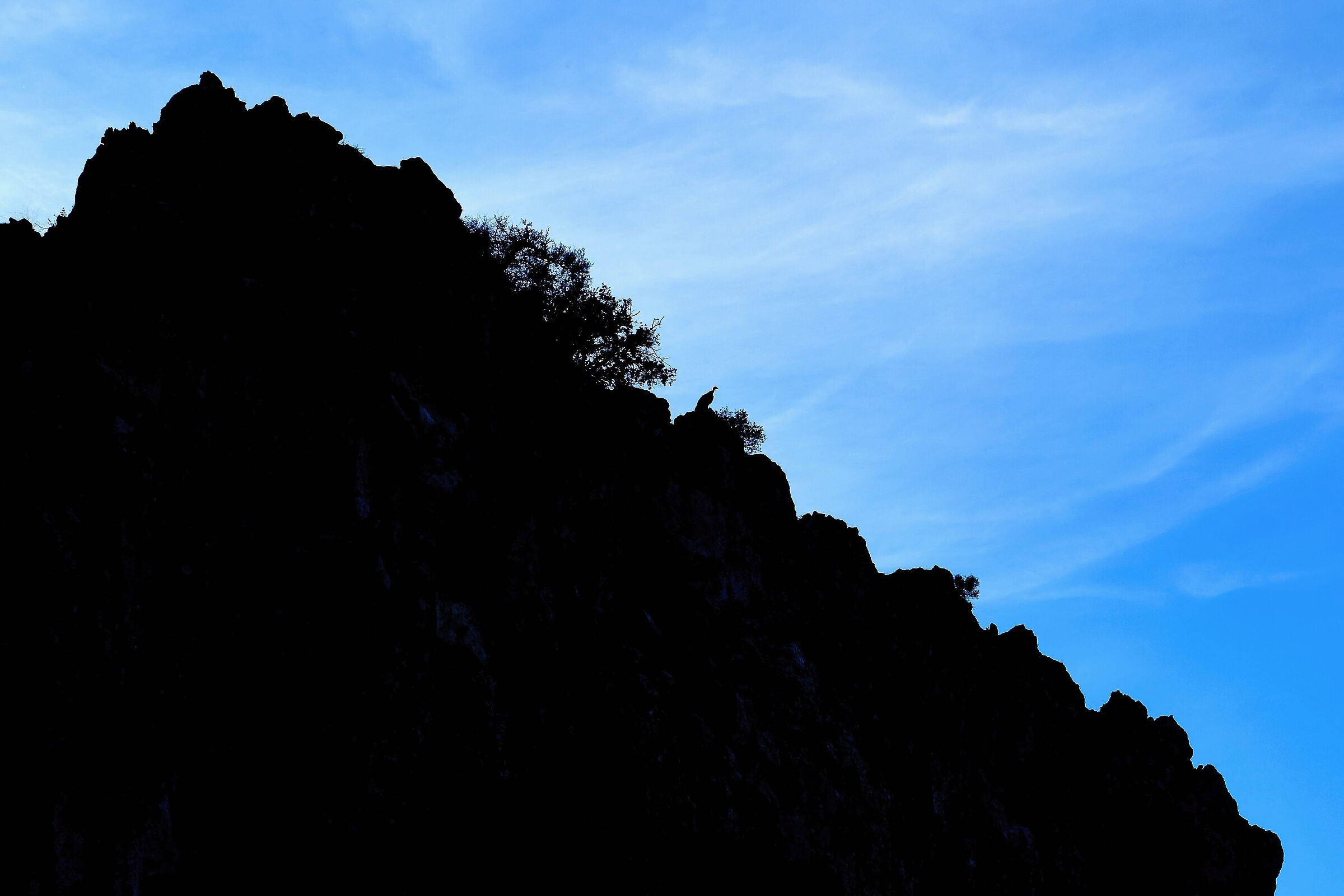Buitre en el monte Terril