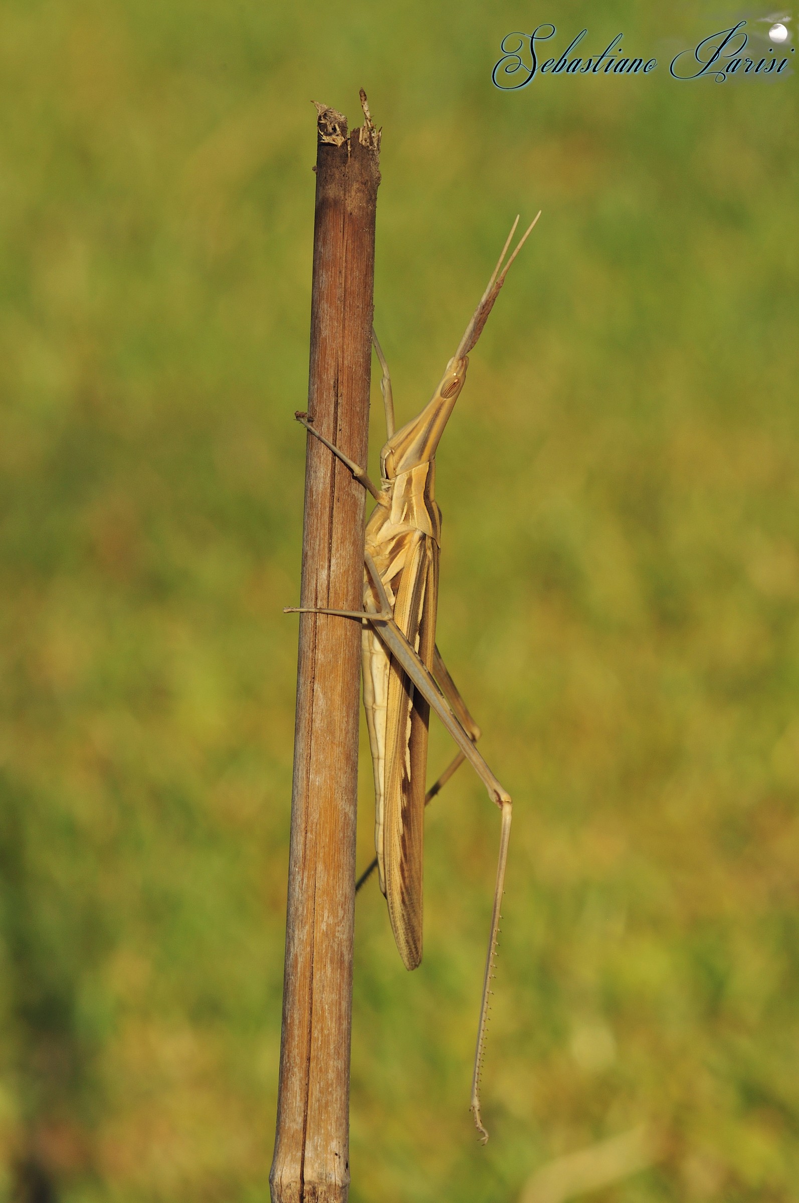 Stick Insect