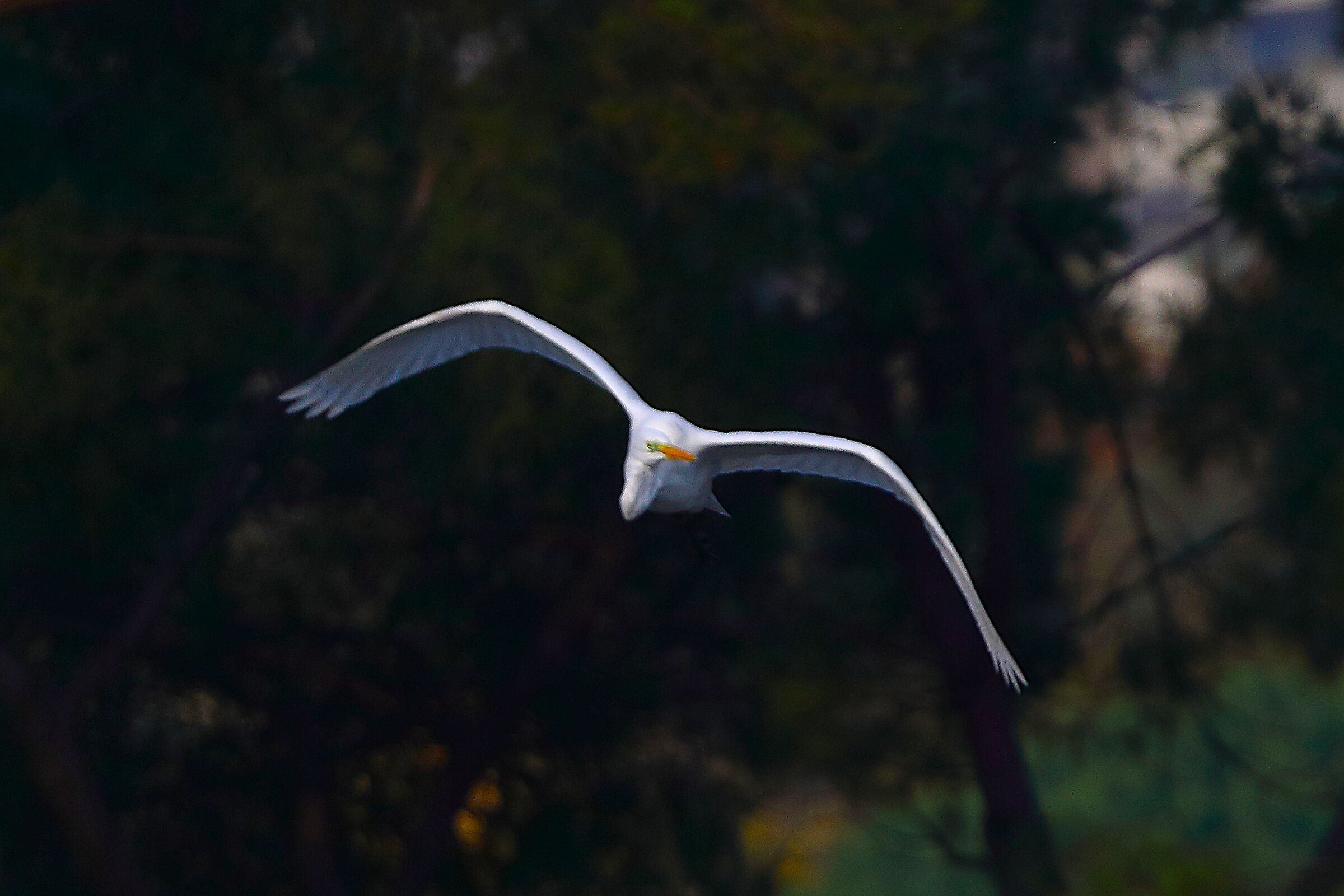 Airone BM 09 novembre 2024 - 0172