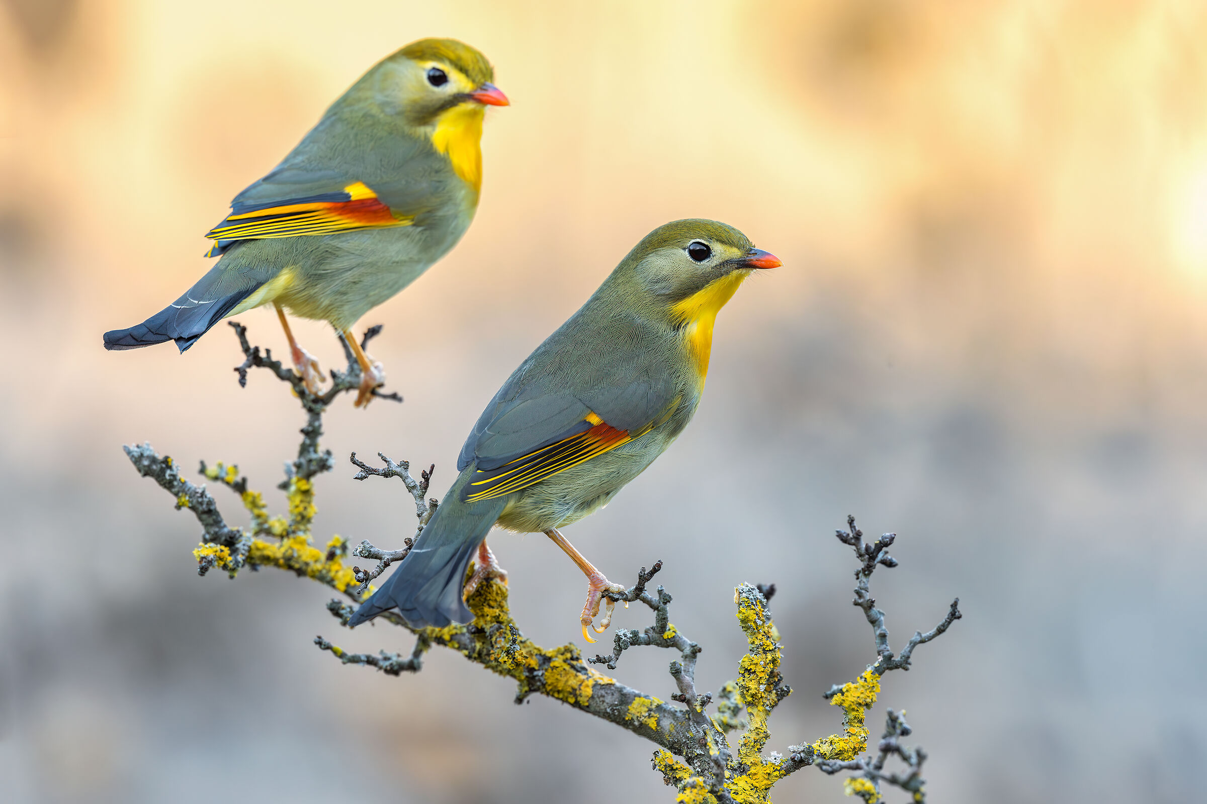 Usignoli del Giappone