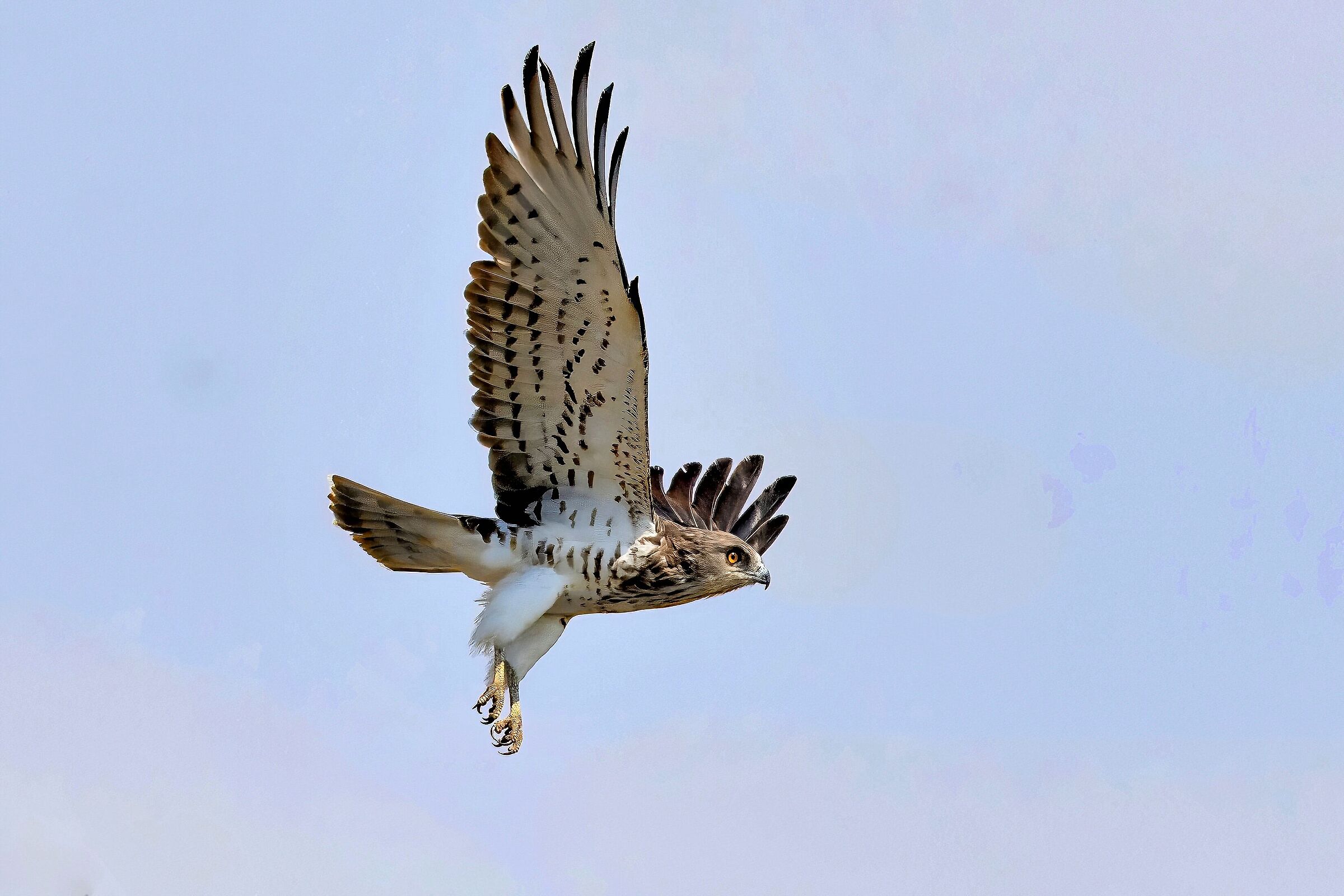 Biancone o Aquila dei serpenti (Circaetus gallicus)
