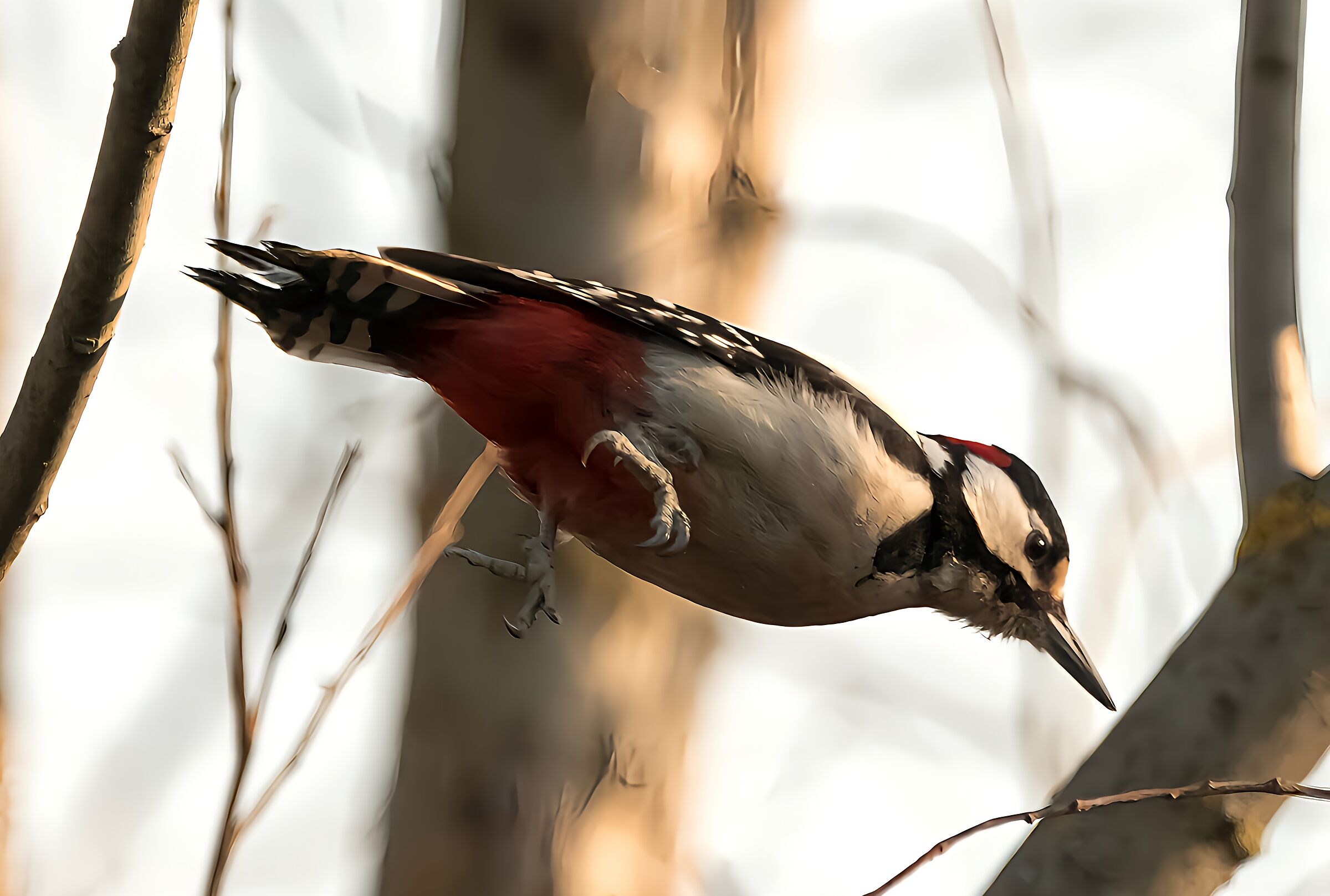 Spotted Woodpecker Mag.male Oasis Lipu Cesano M. MB8/02/23