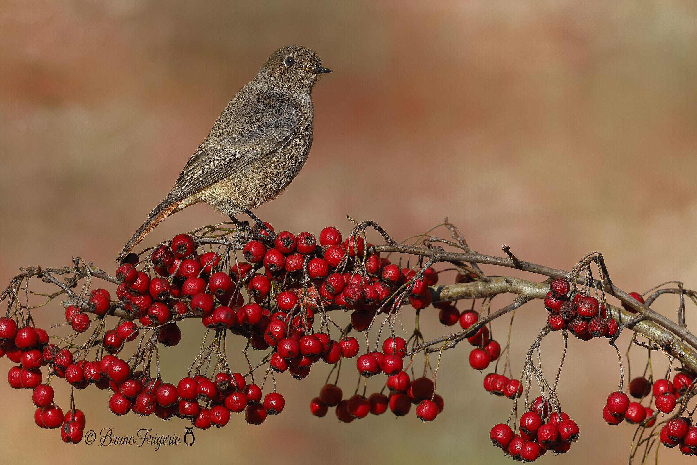 Female Chimney Sweep Redstart