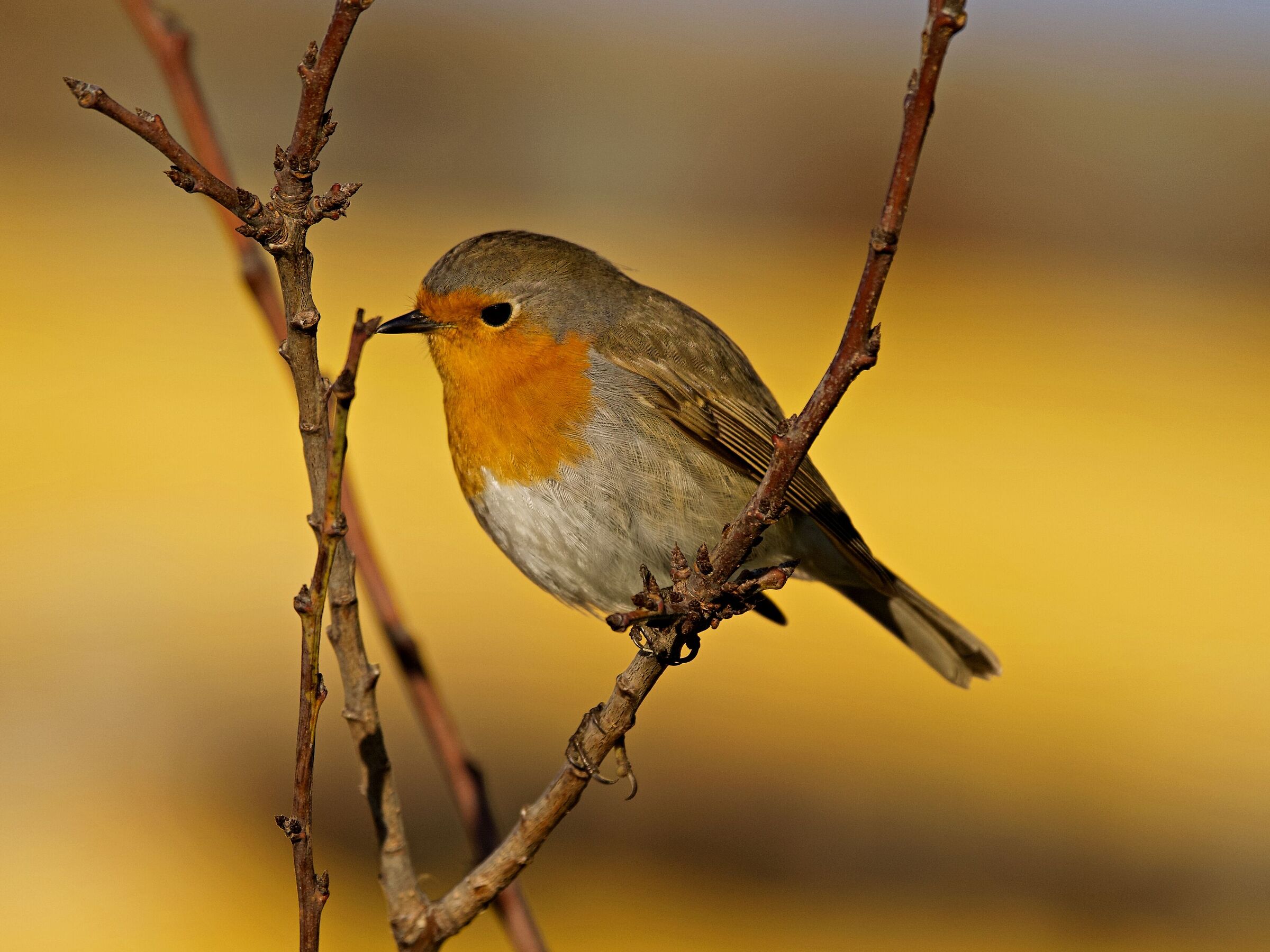 Robin
