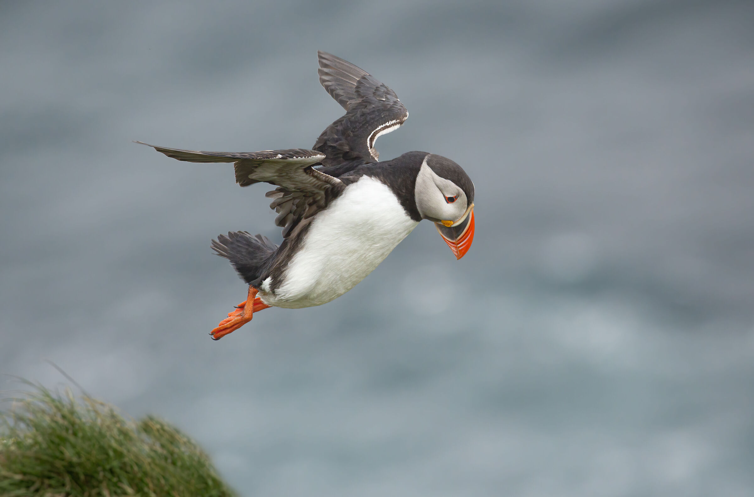 salto dalla scogliera, pulcinella di mare