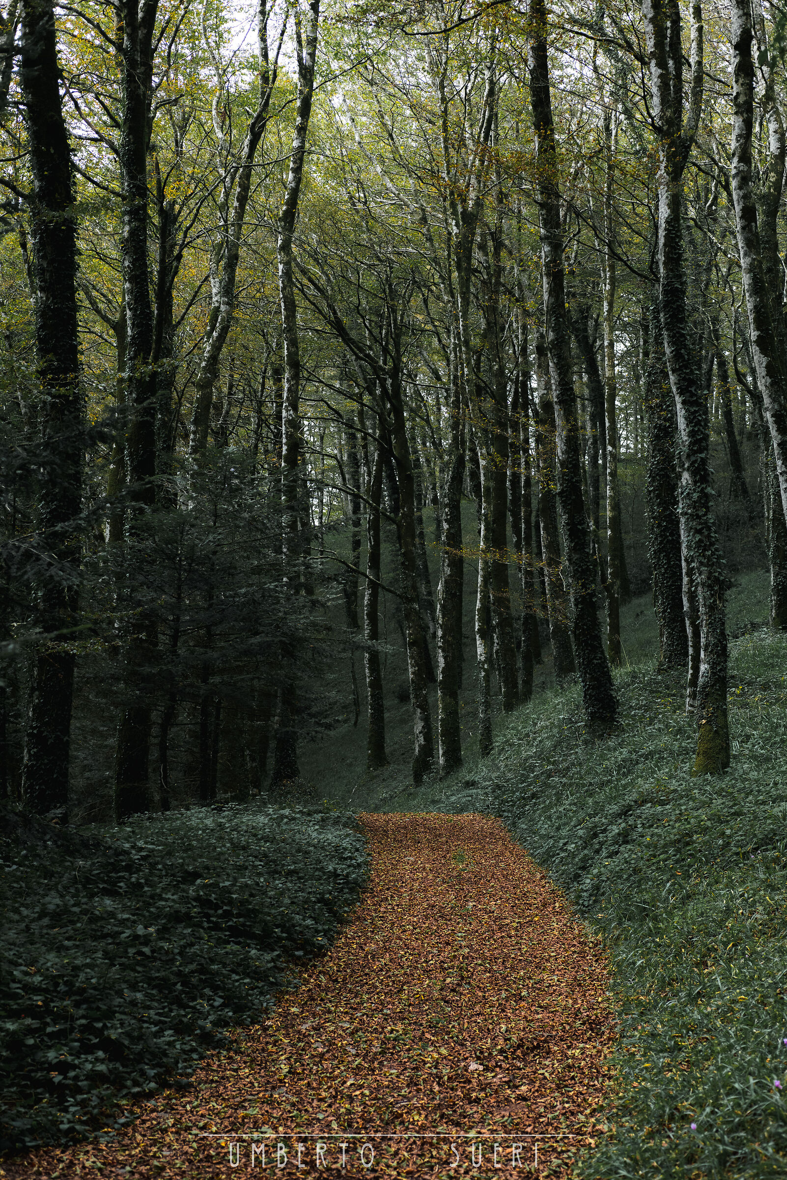 Woods of Monte Coppari - Capistrano (VV)