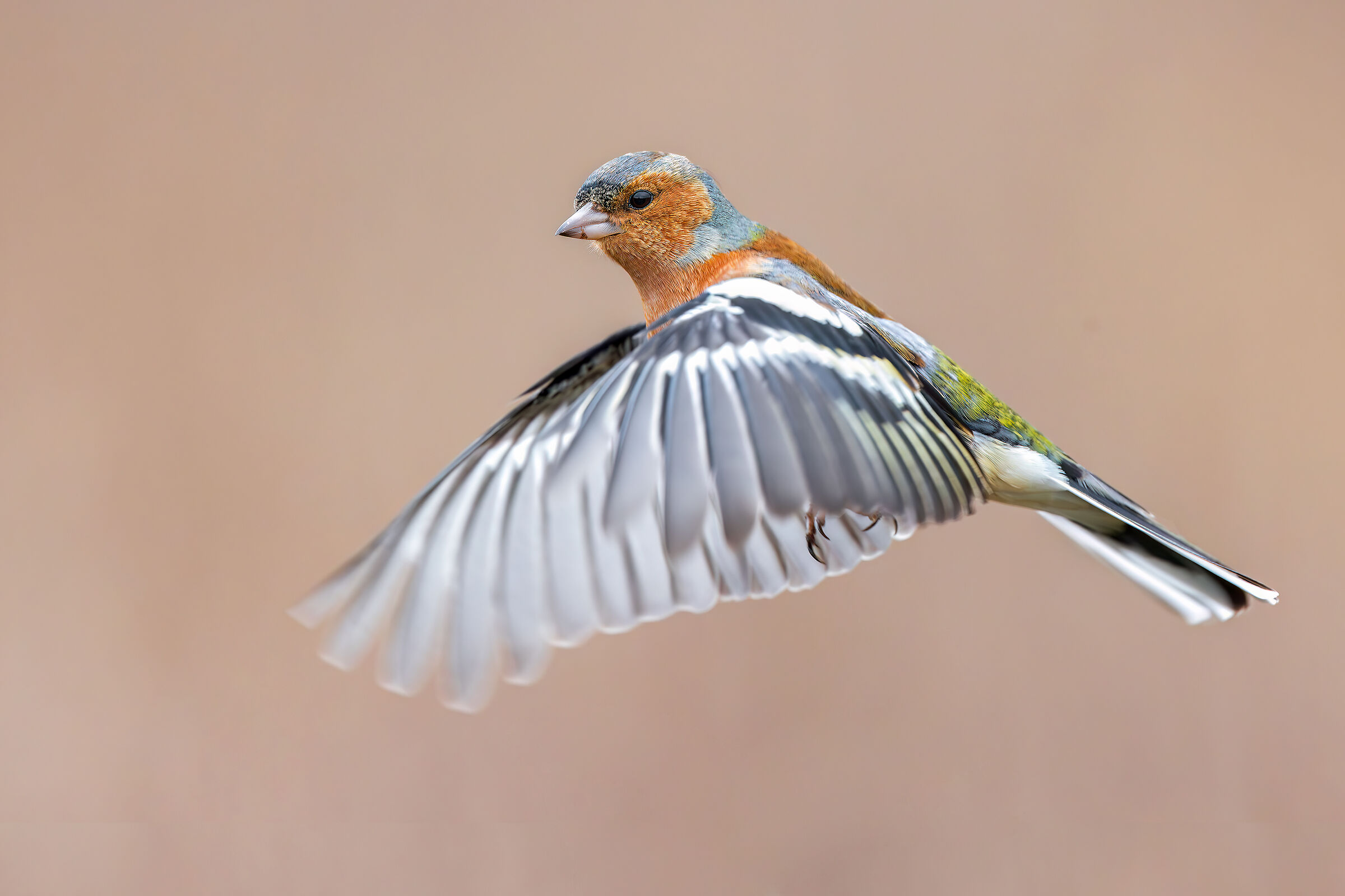 Chaffinch