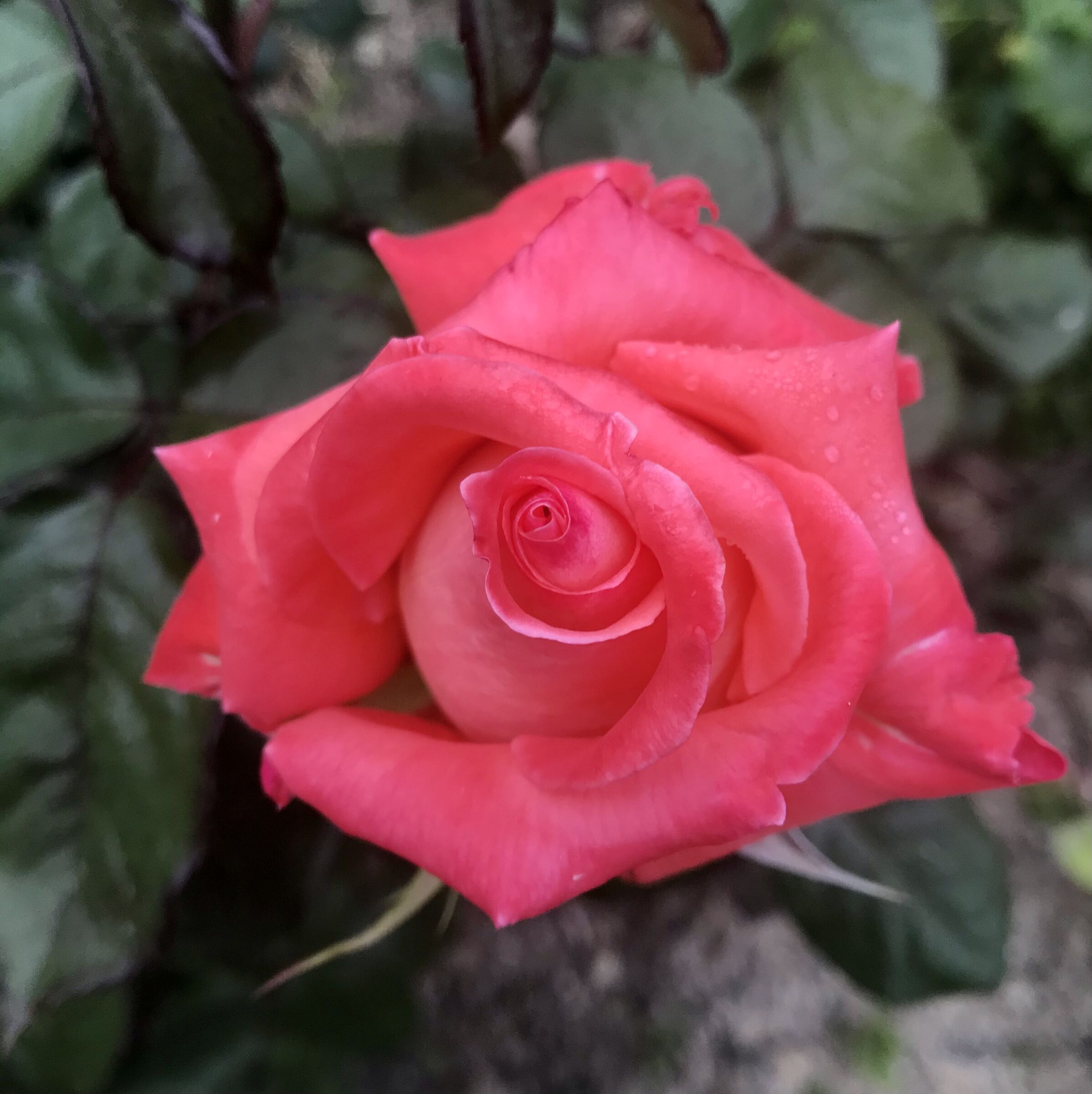 Rosa!