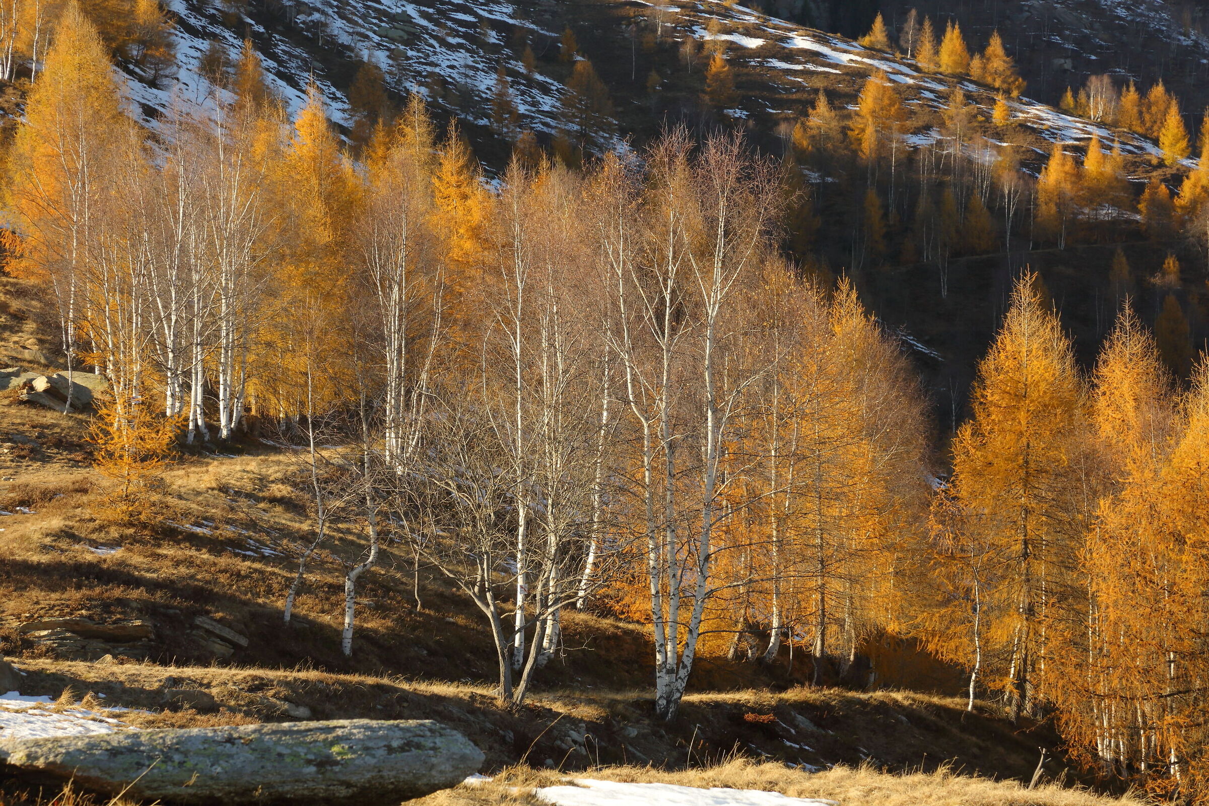Larch trees in winter in Val Po