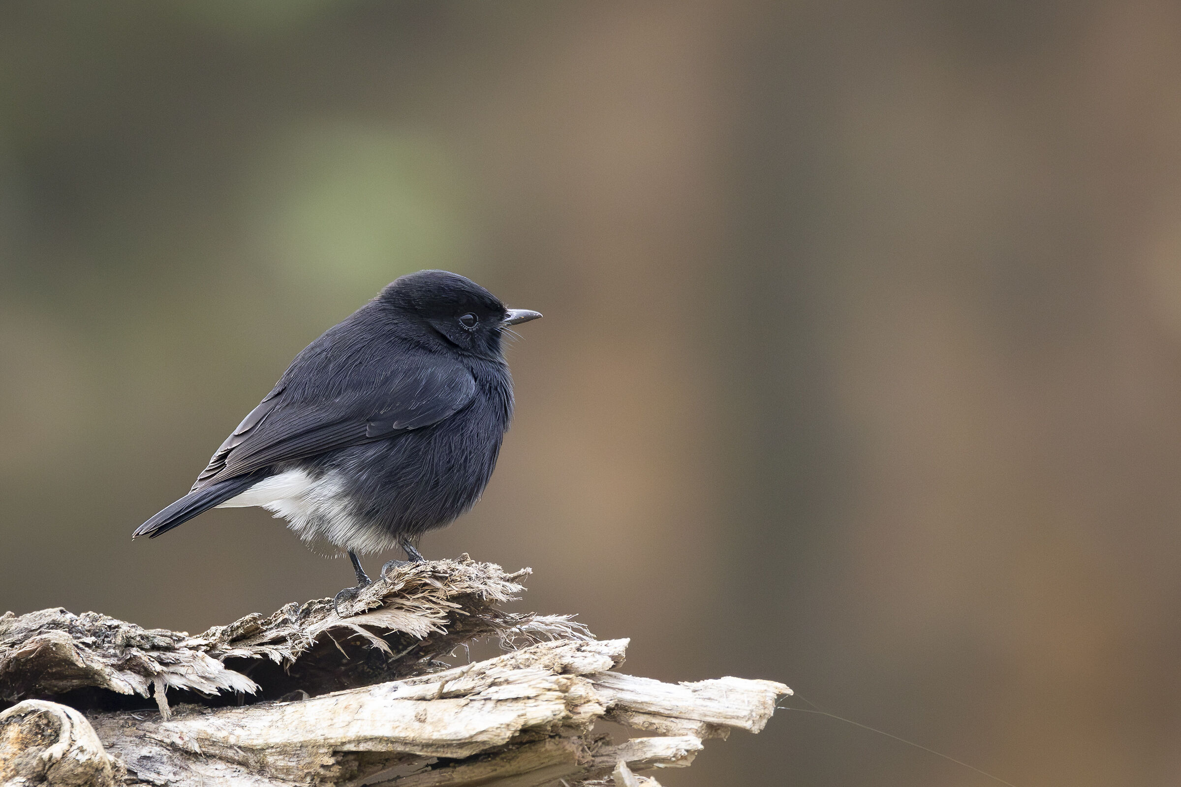 The Pied Bush chat