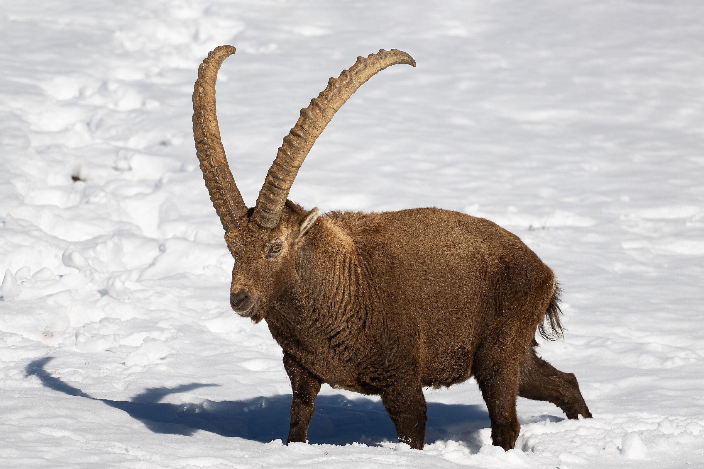 Ibex - Gran Paradiso National Park