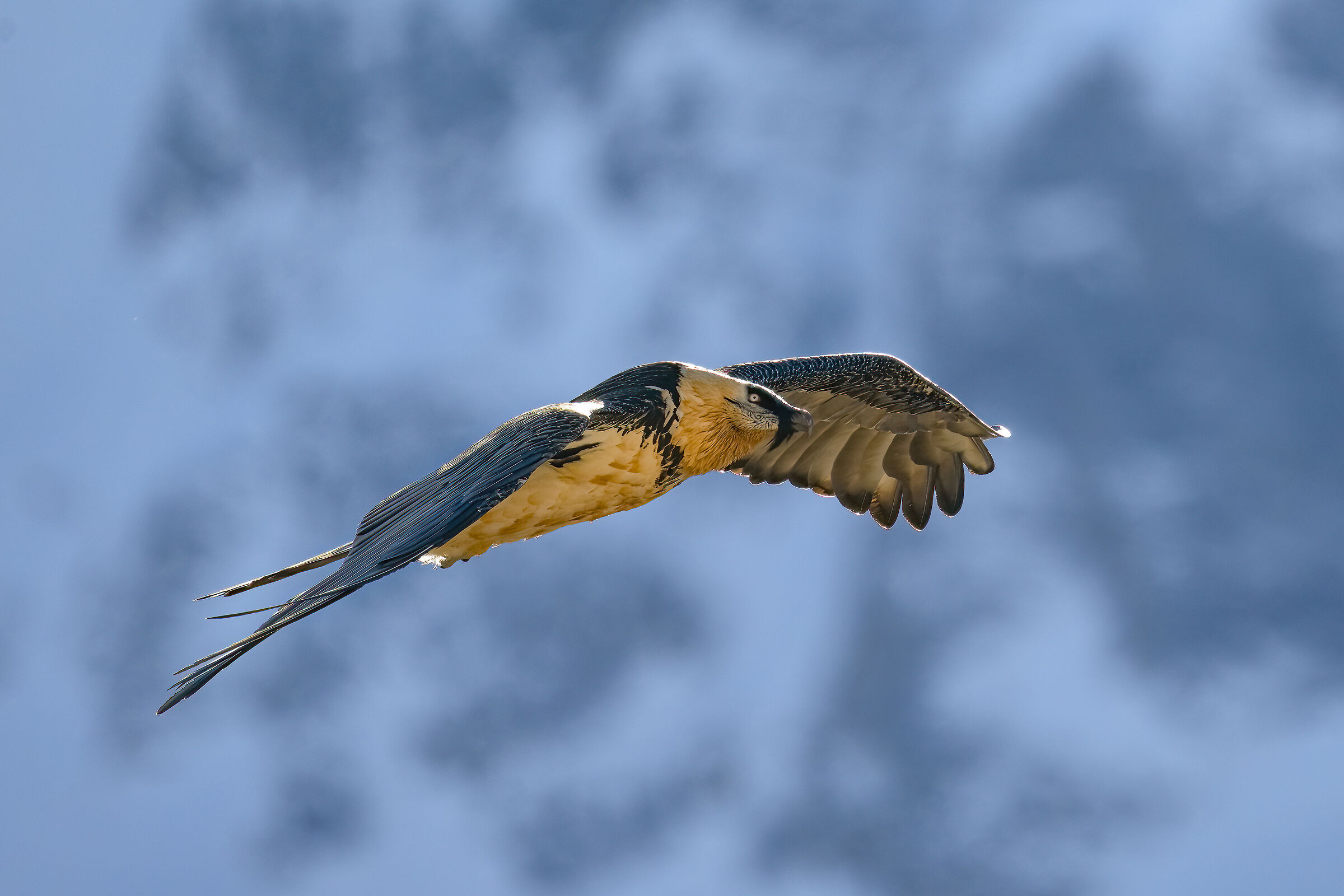 Gypaetus barbatus - Parco Nazionale del Gran Paradiso
