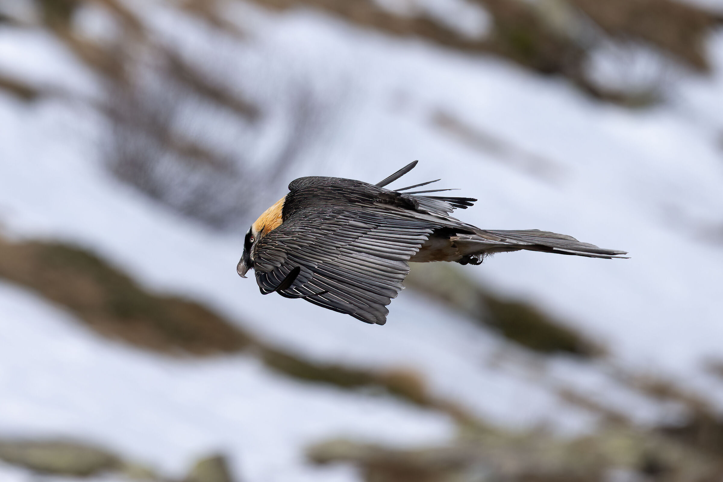 Gypaetus barbatus - Gran Paradiso National Park