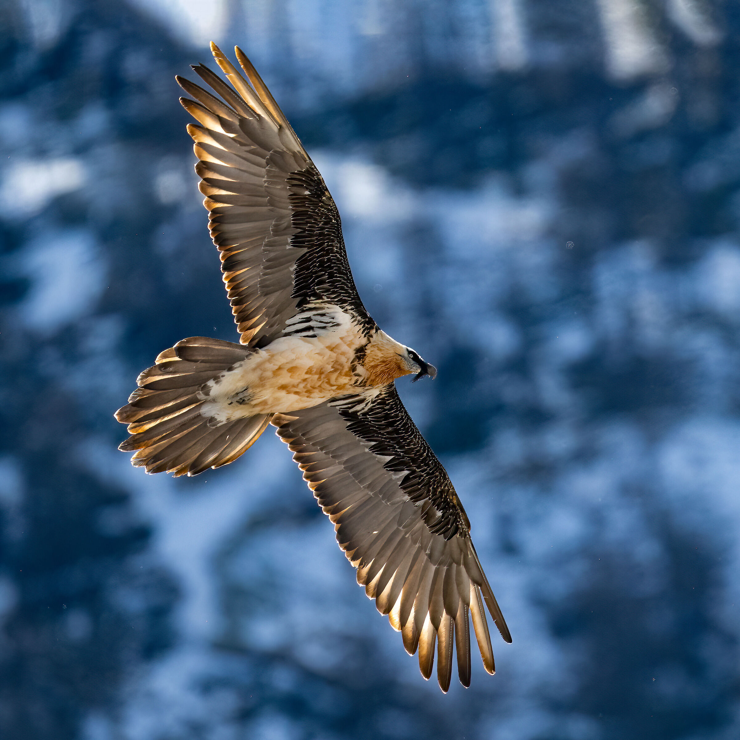 Gypaetus barbatus - Gran Paradiso National Park