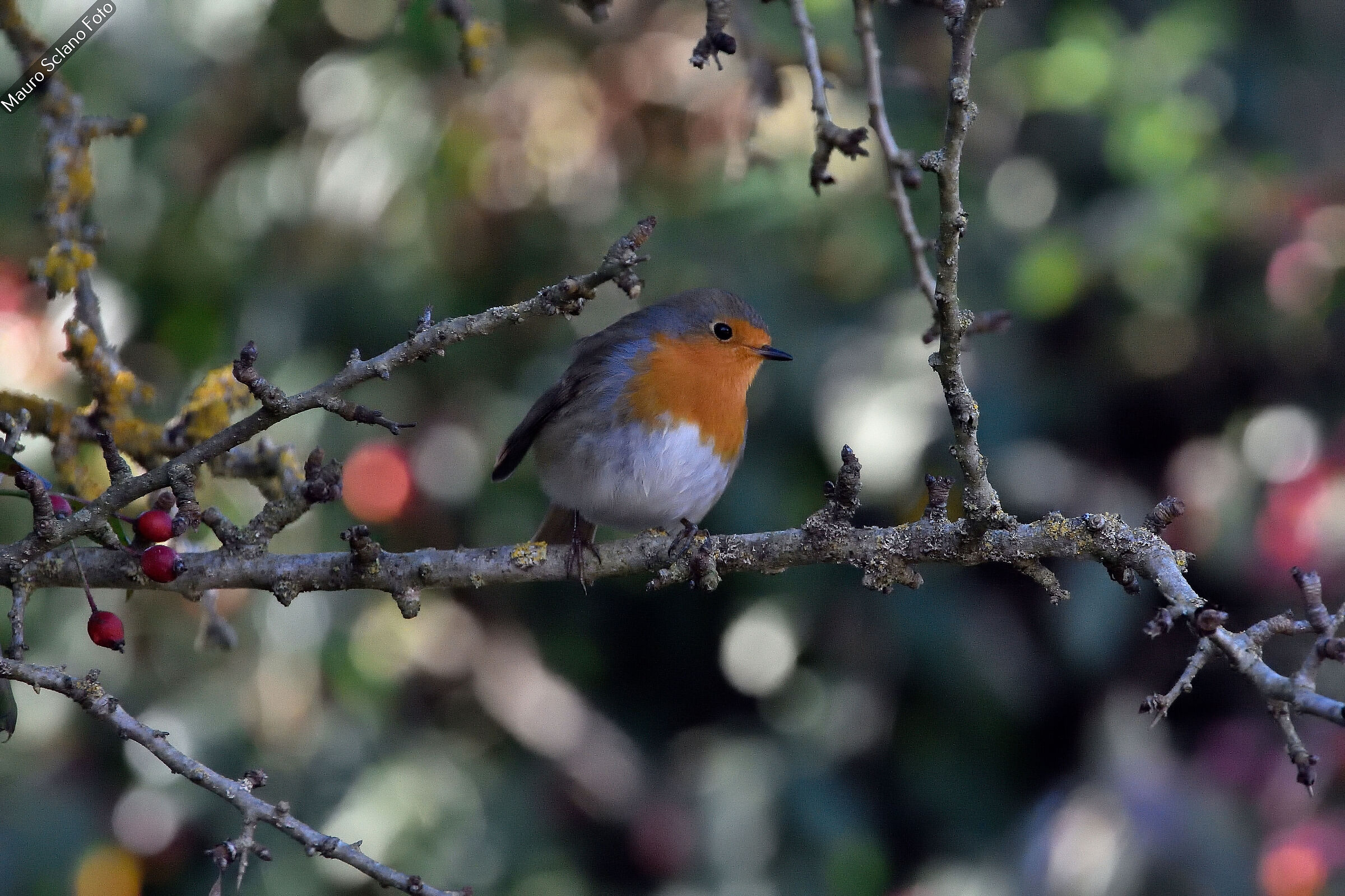 Robin
