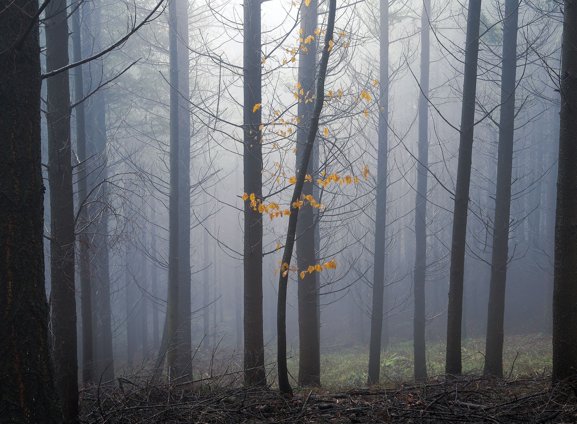 What remains of autumn....