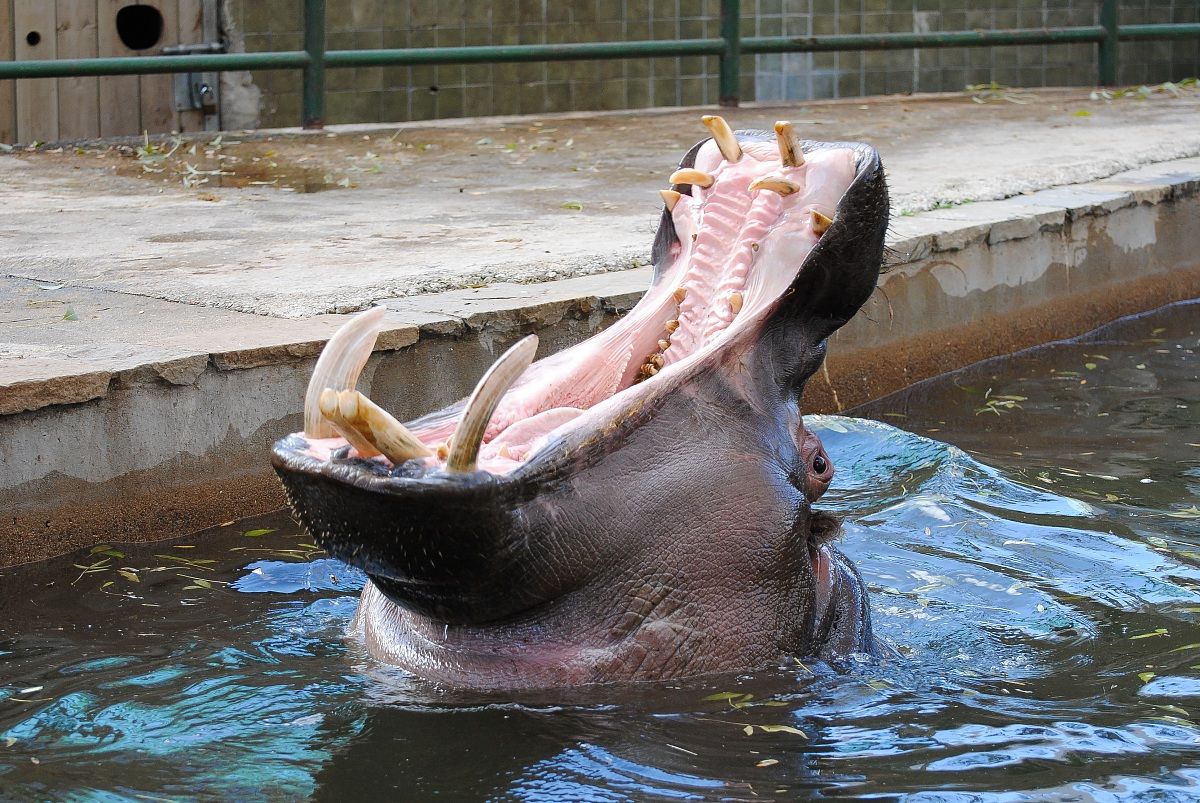 Che sonno..e che zanne!