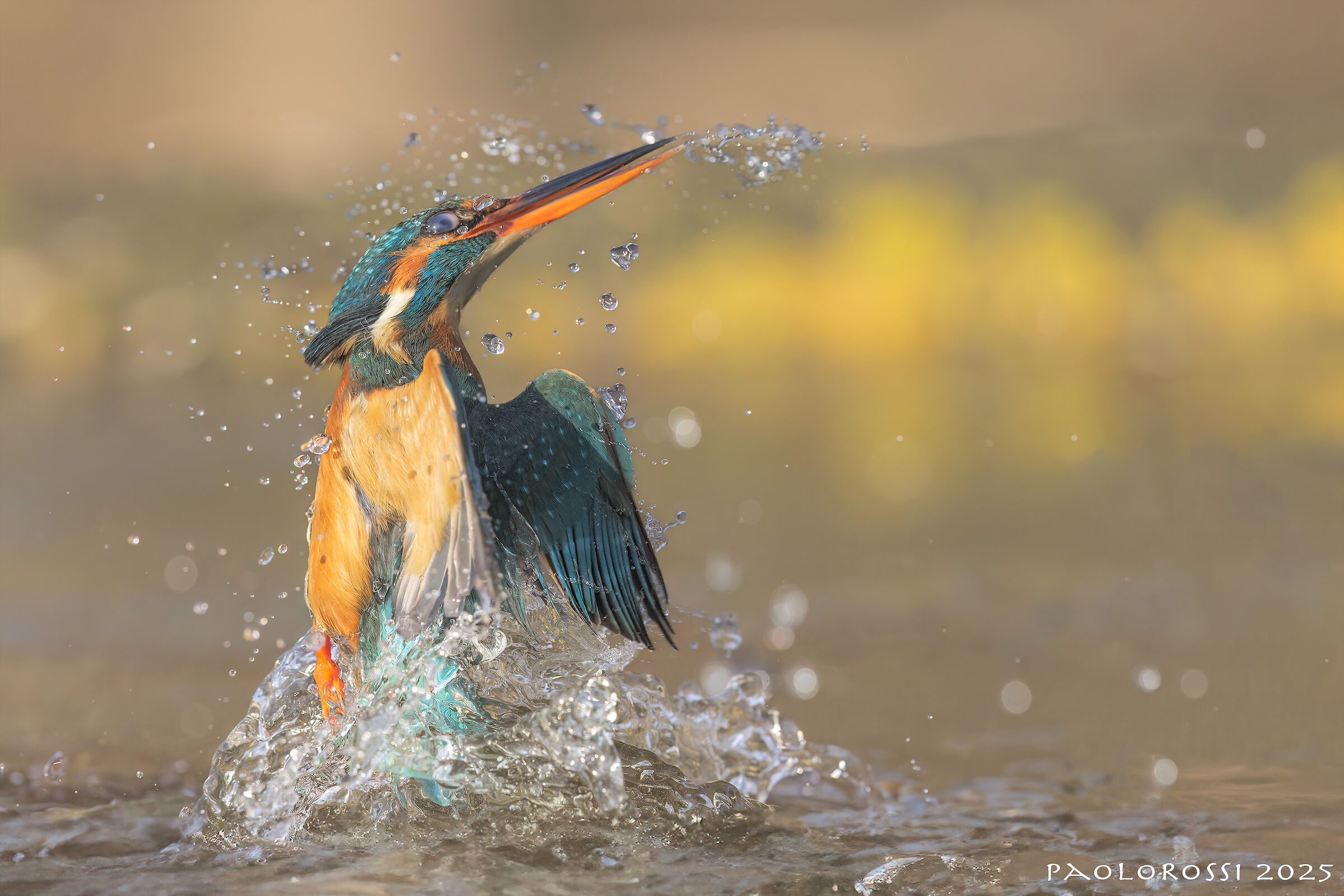 Kingfisher first light of day...