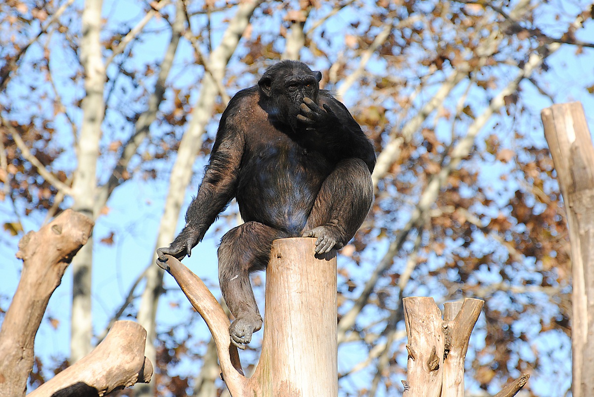 Il Boss delle noccioline