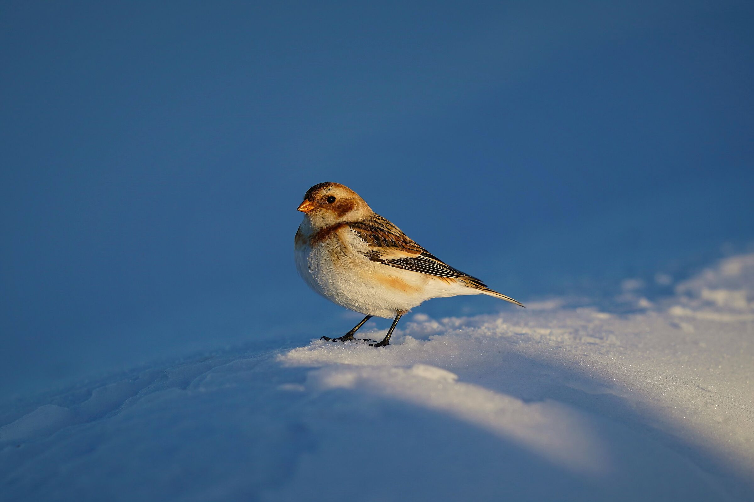 Snow Bunting