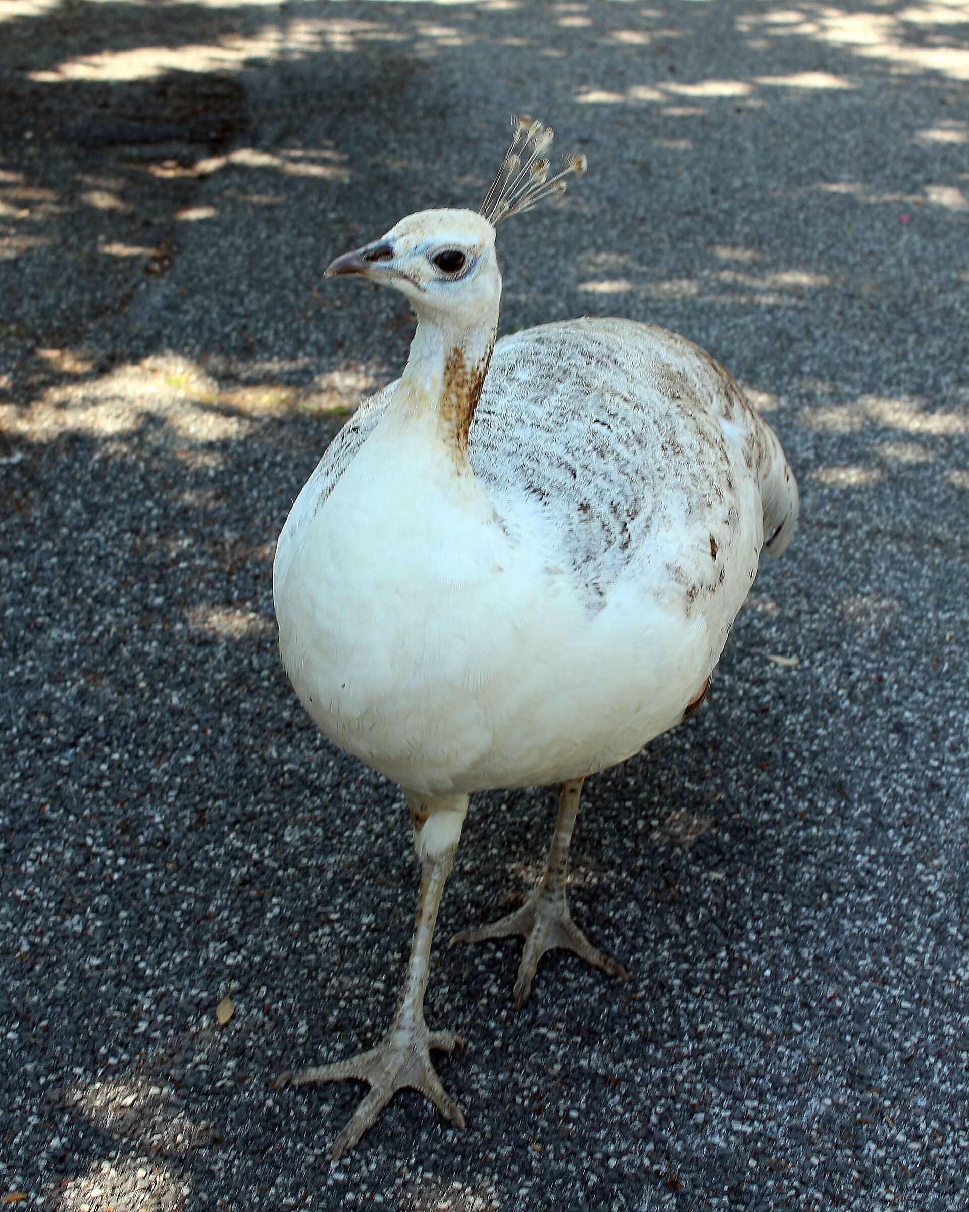 La pavona...(3 foto)