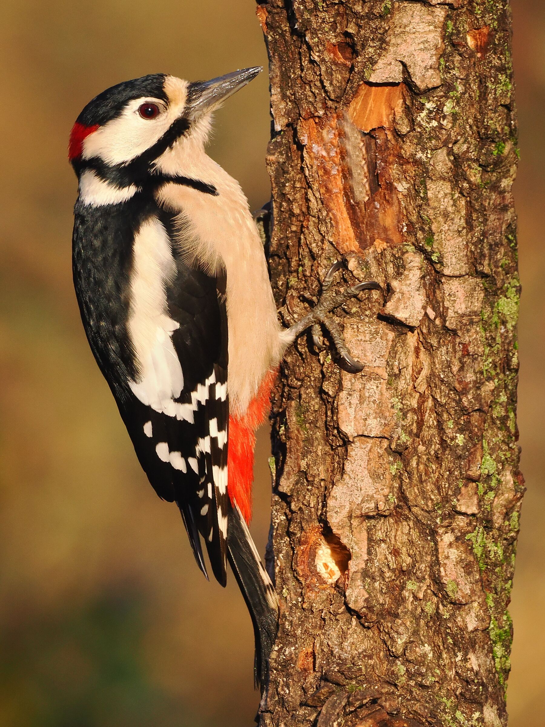 picchio rosso maggiore maschio