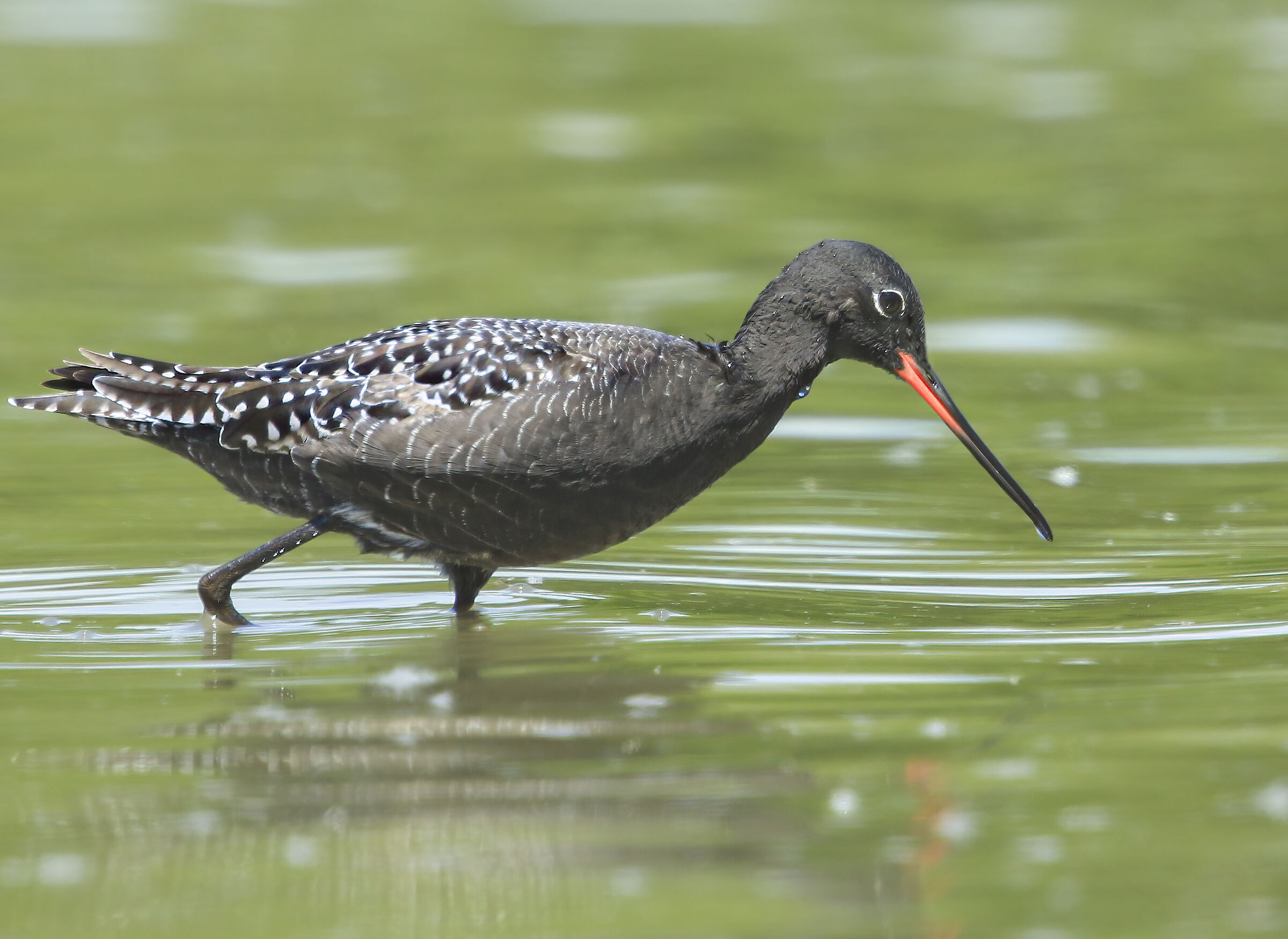 contrasti di colore, totano moro