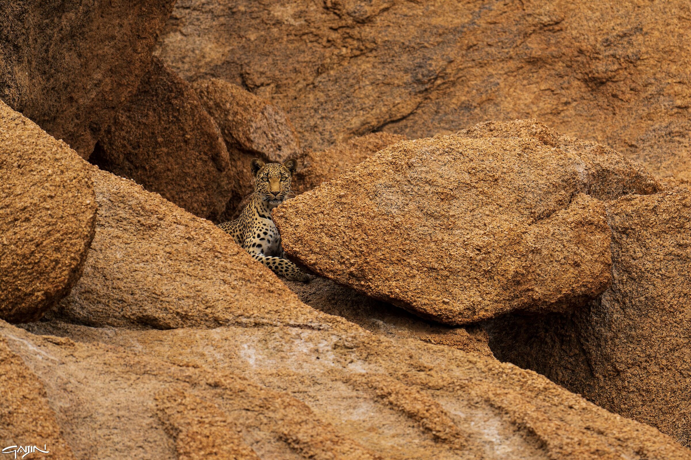 Leopardo mimetizzato