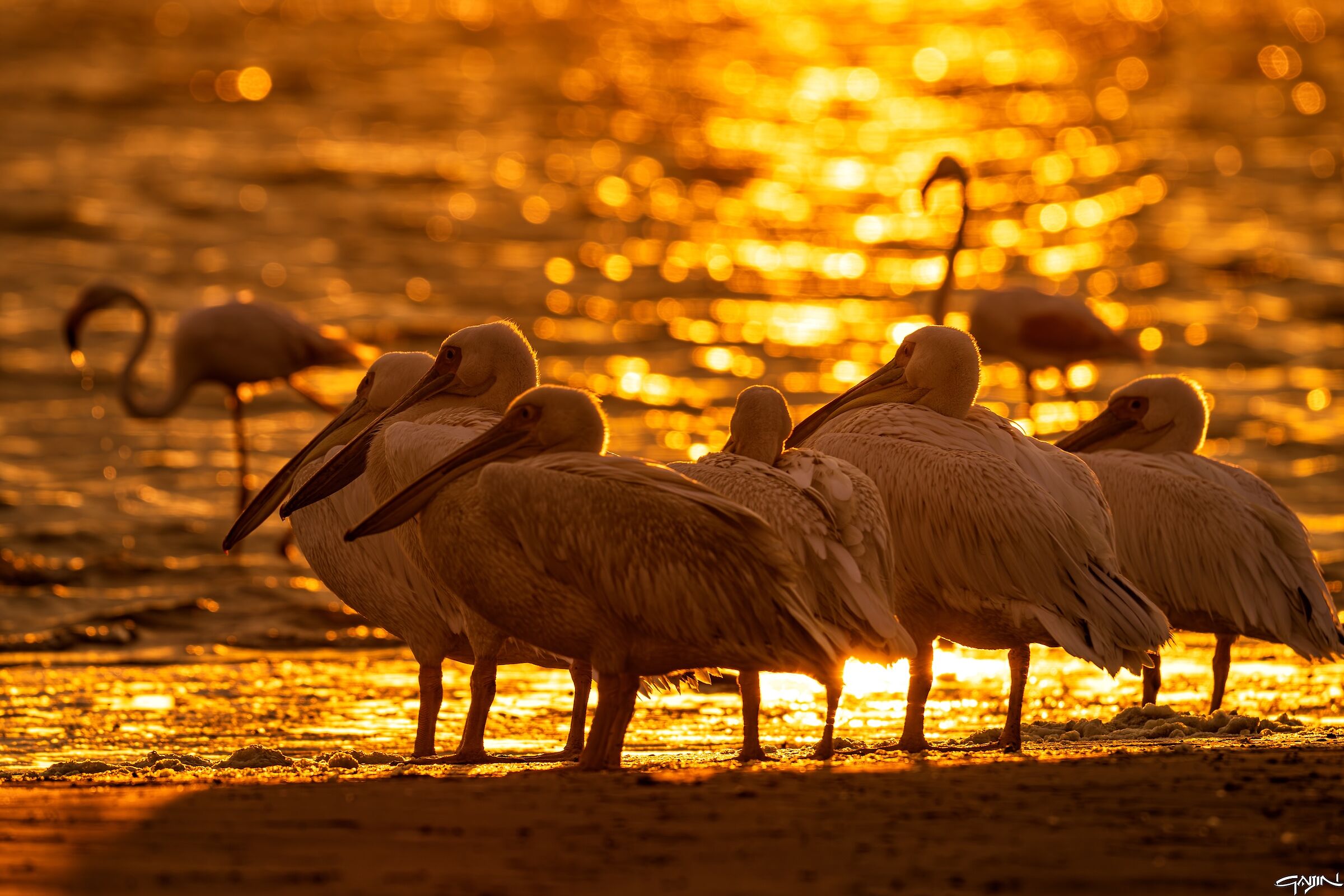 Famiglia di Pellicani al tramonto