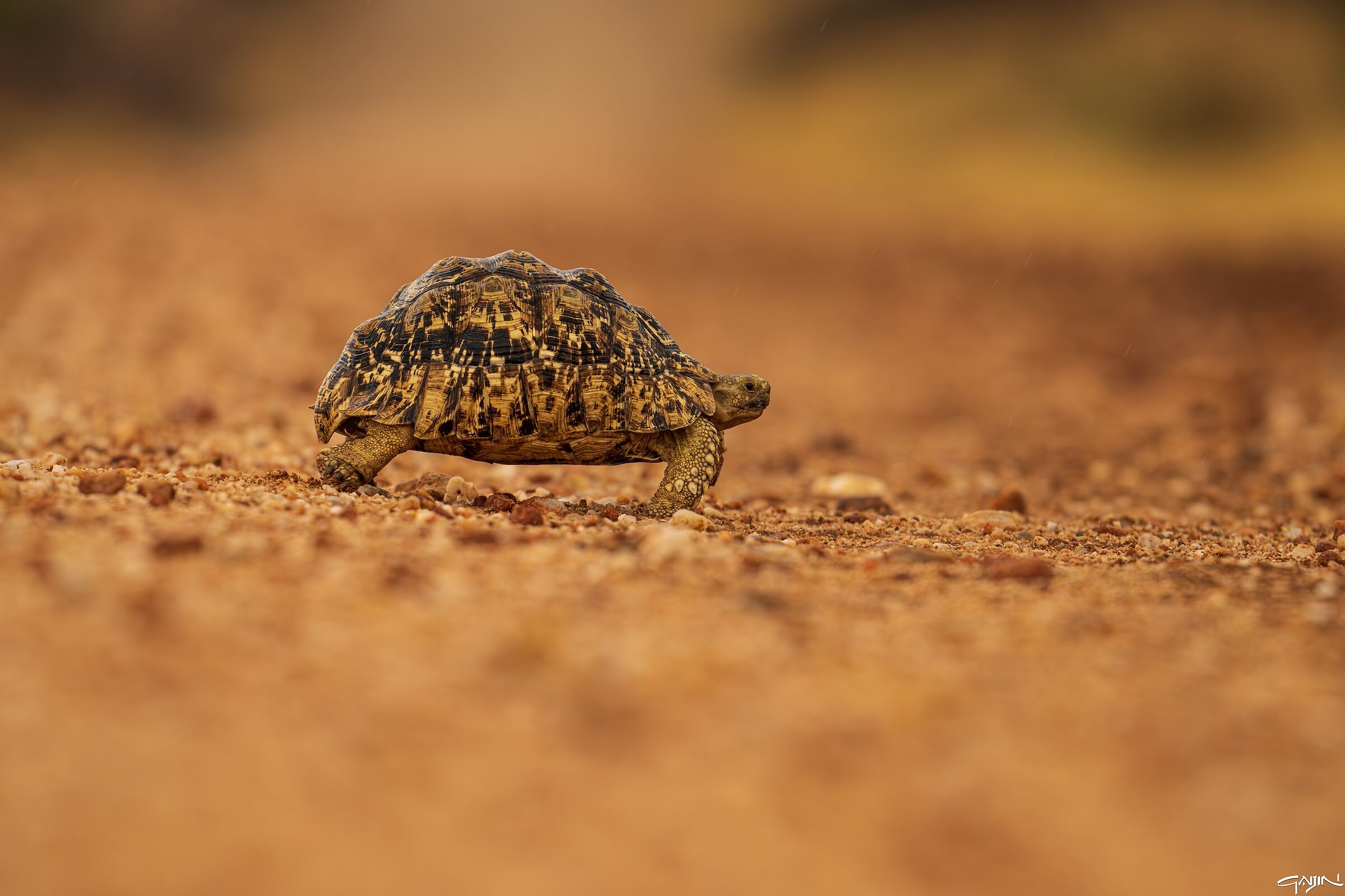 Turtle crossing