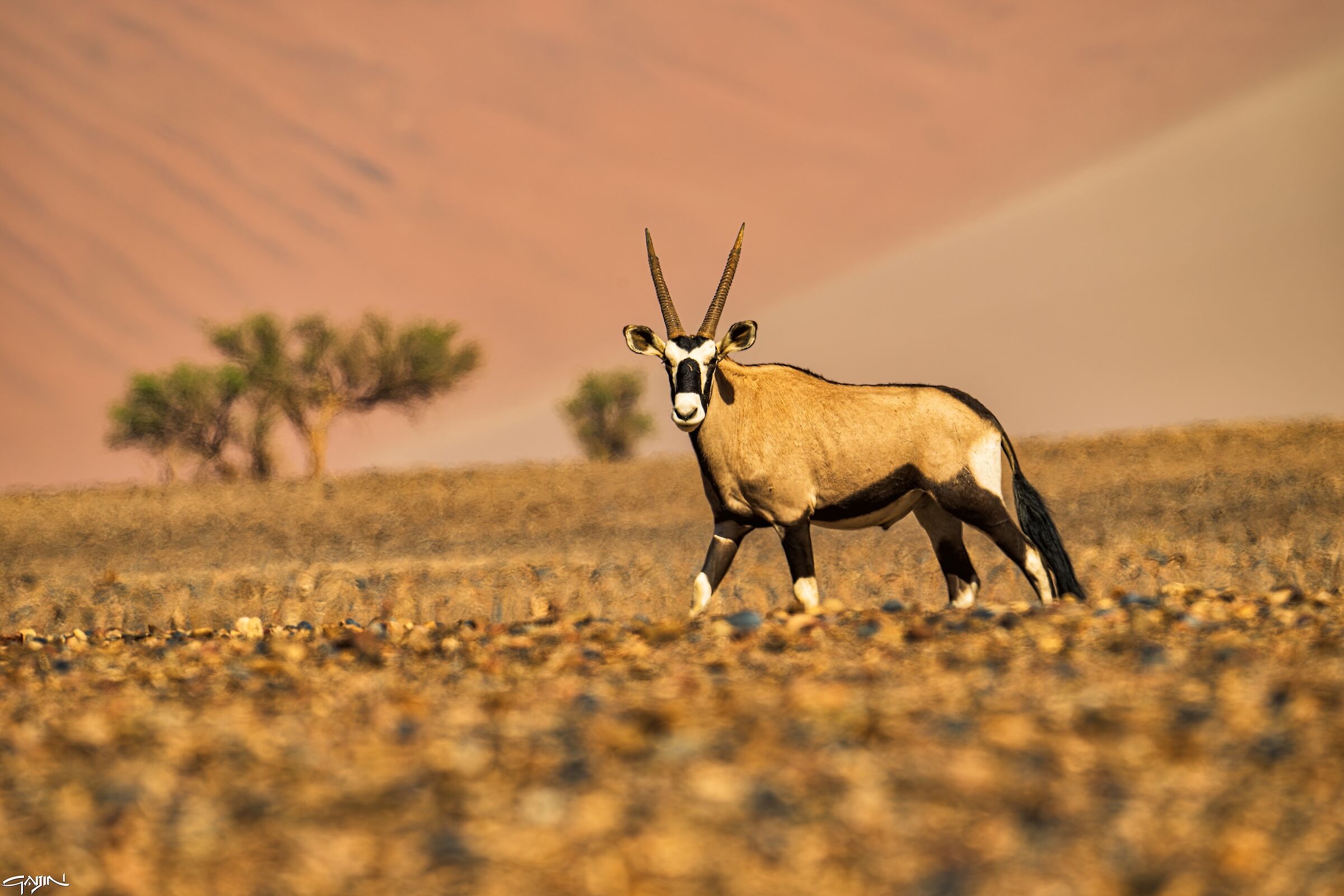 Oryx