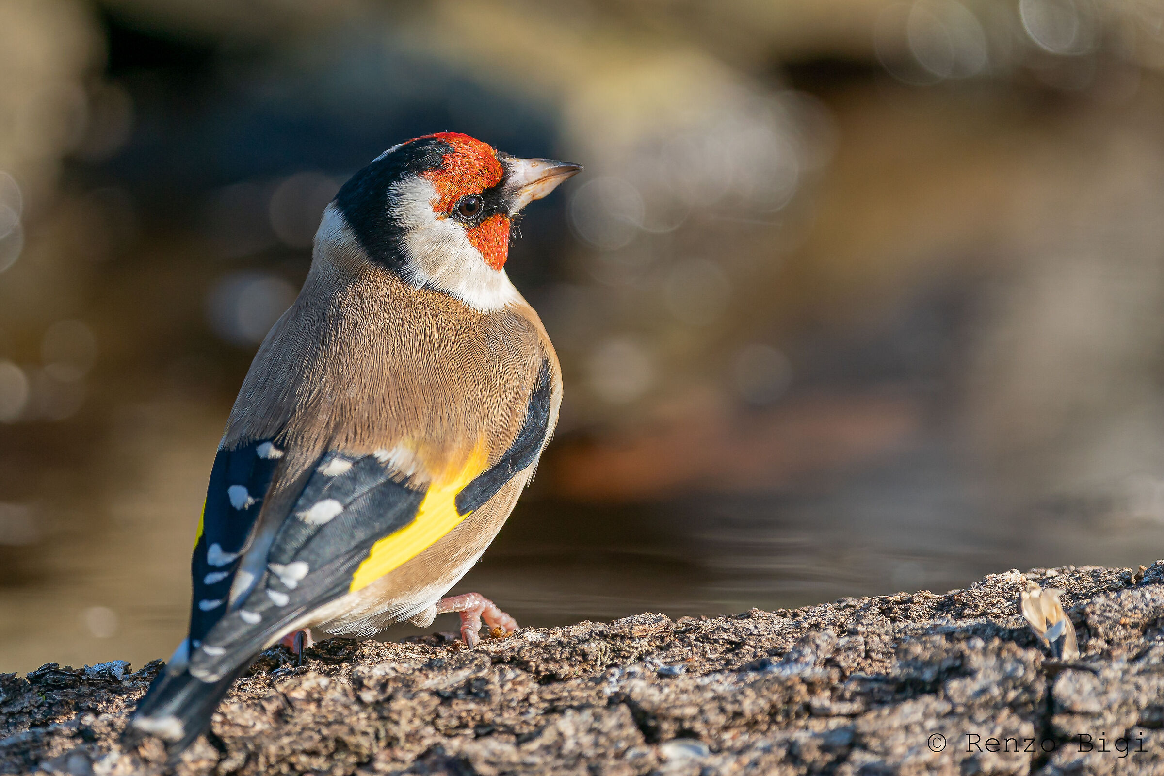 Goldfinch