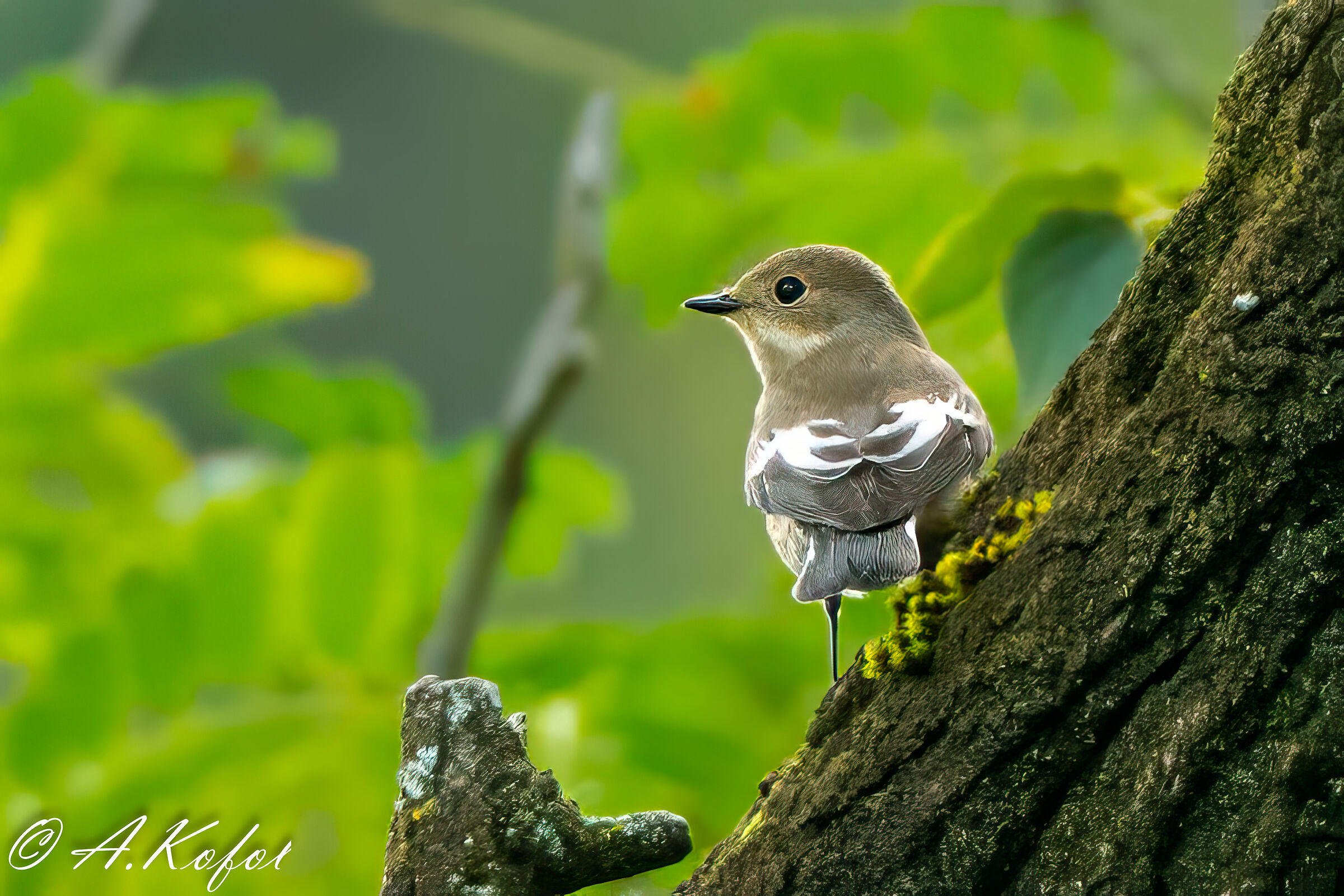 Ficedula hypoleuca