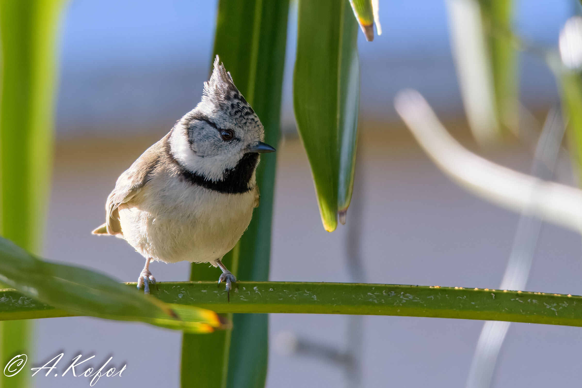 Parus cristatus