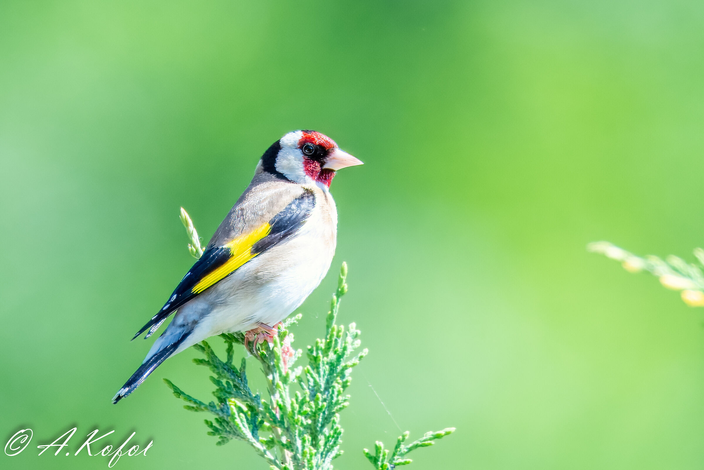 Carduelis carduelis