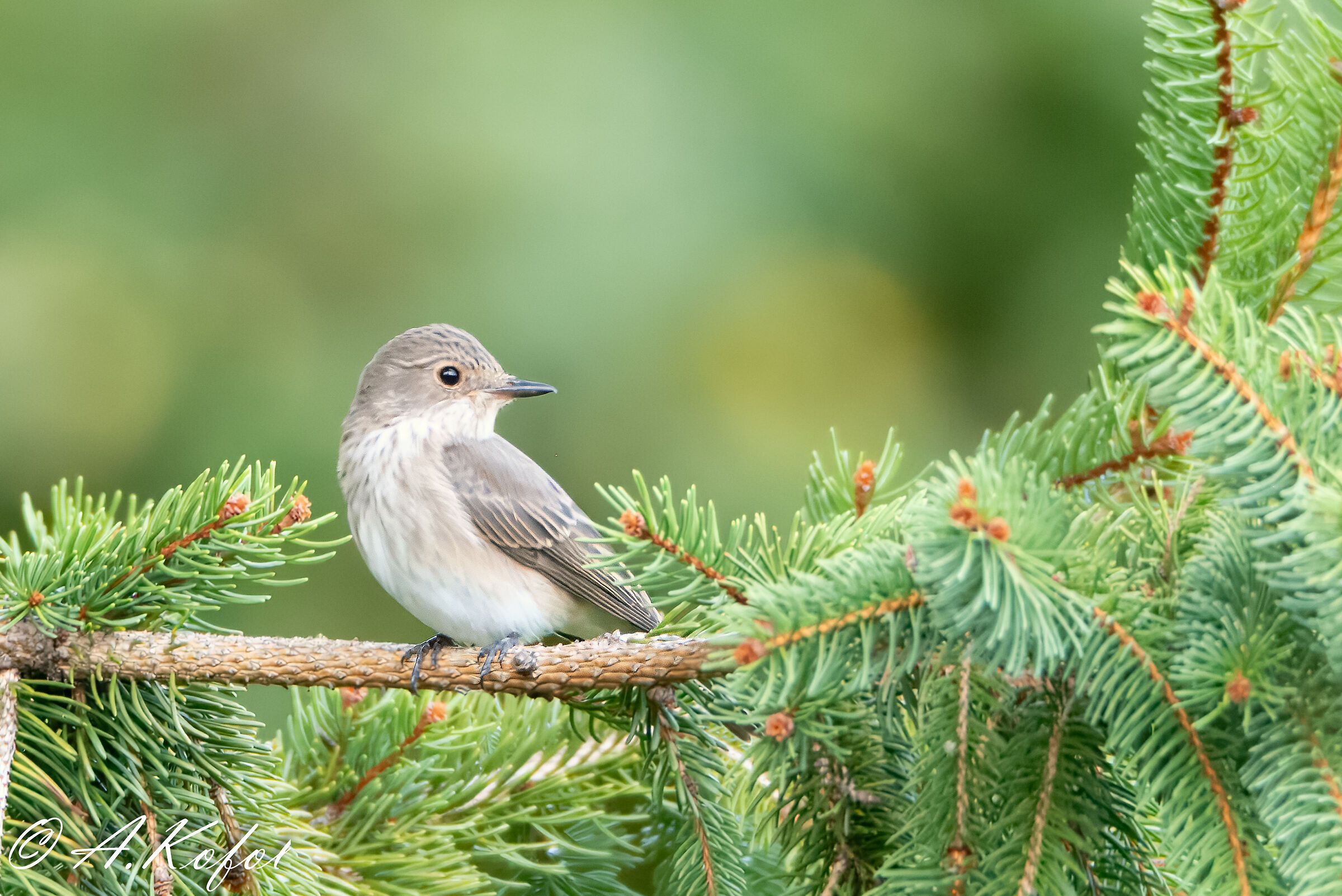Muscicapa striata