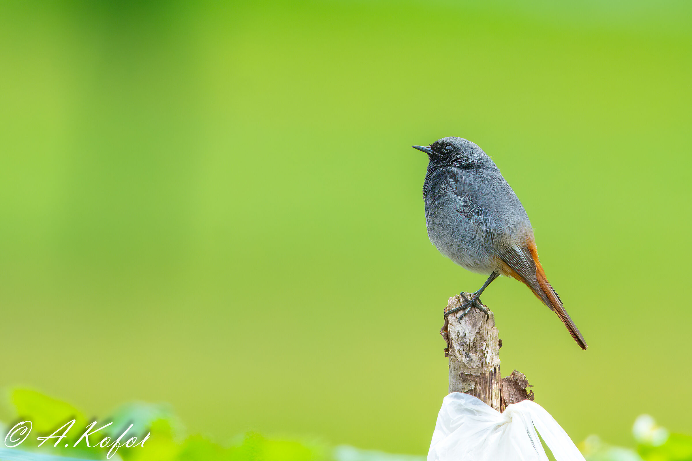 Phoenicurus ochruros