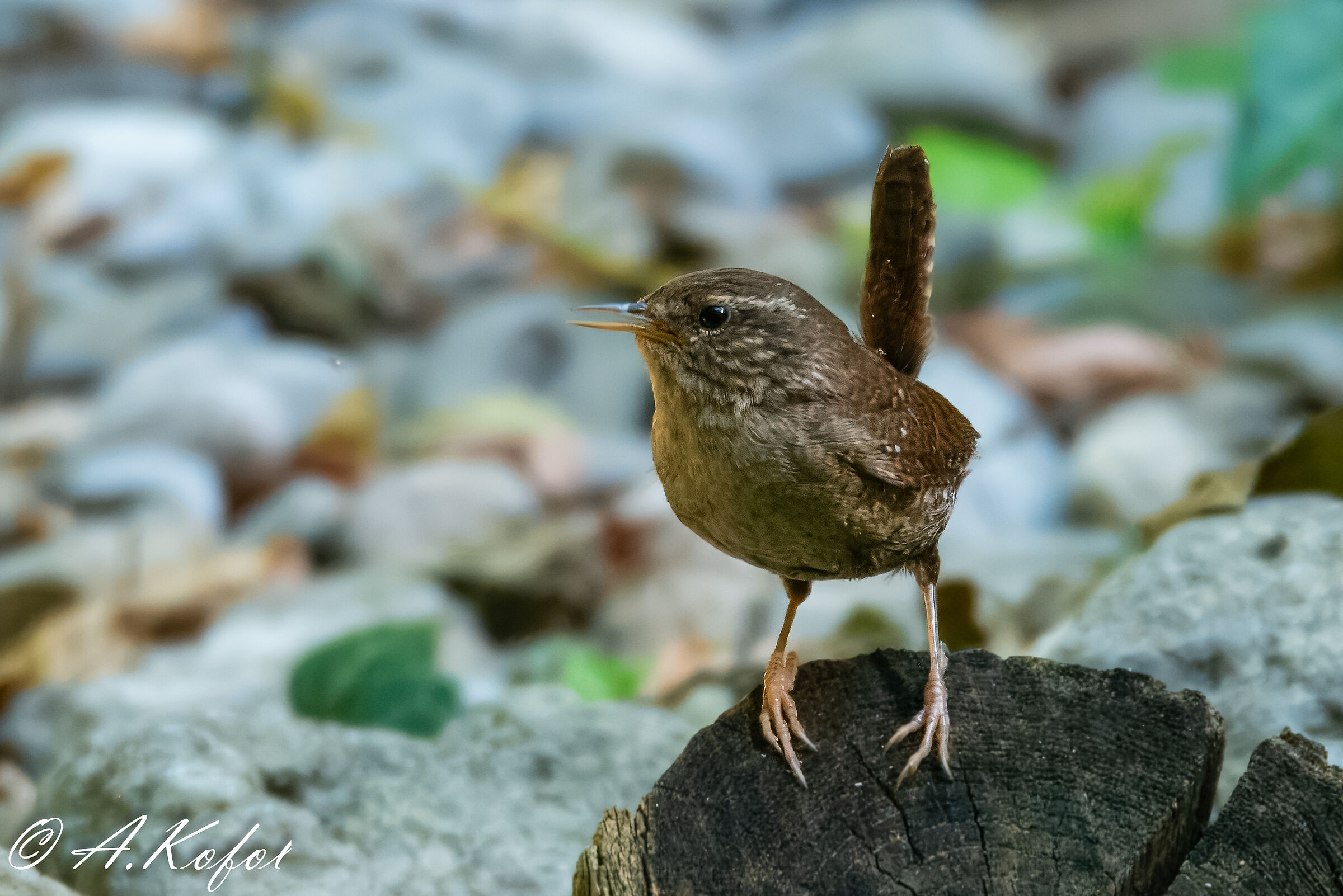 Troglodytes troglodytes