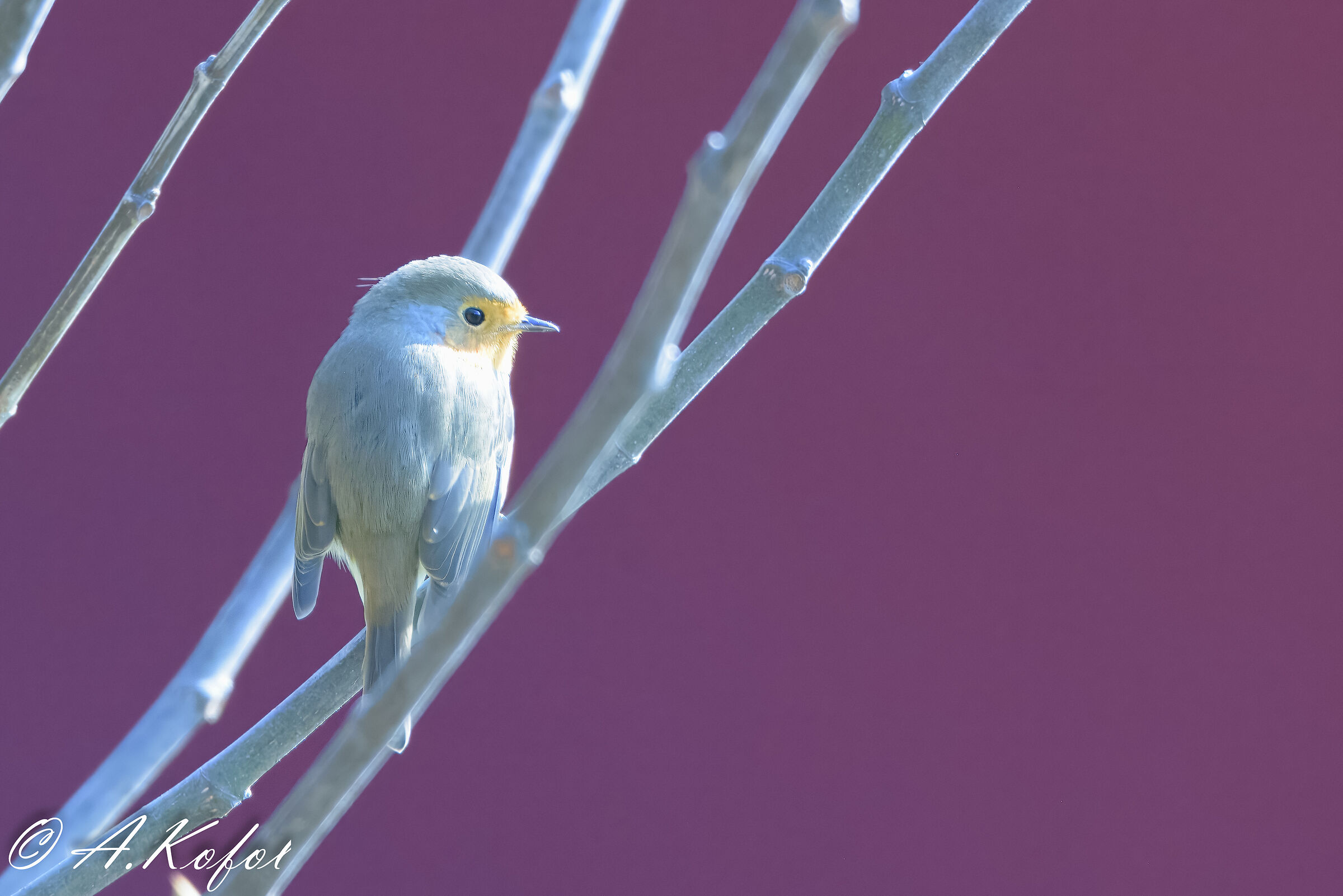 Erithacus rubecula